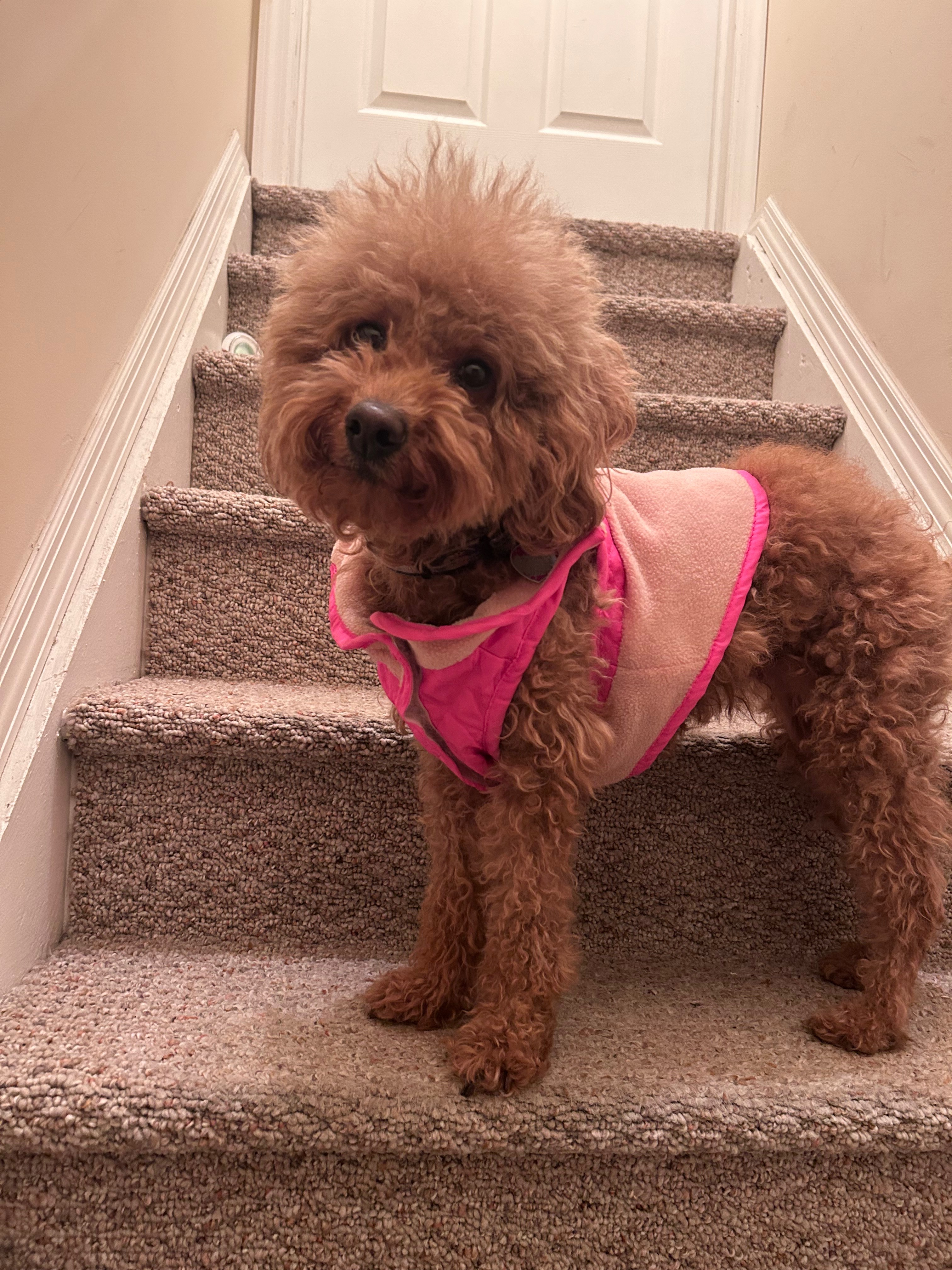 Donate to Save Nelly's Bright Spirit campaign photo, 2 of 8