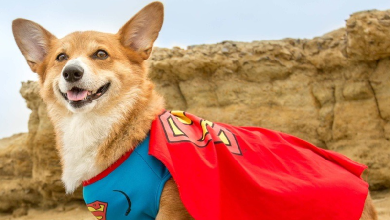 Help Jojo Fight Degenerative Myelopathy photo