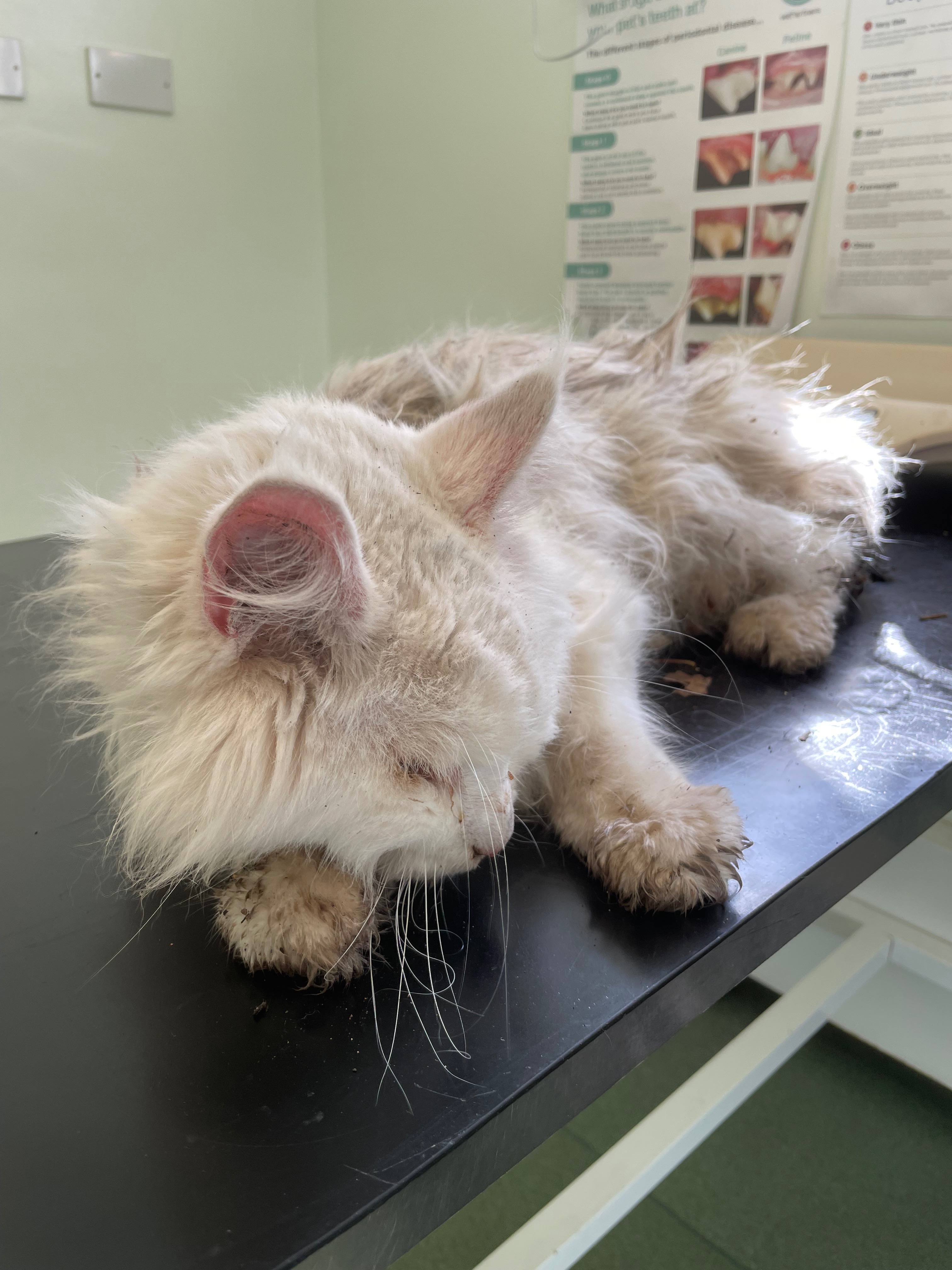 Donate to help Shilohs Recovery campaign photo, 2 of 6