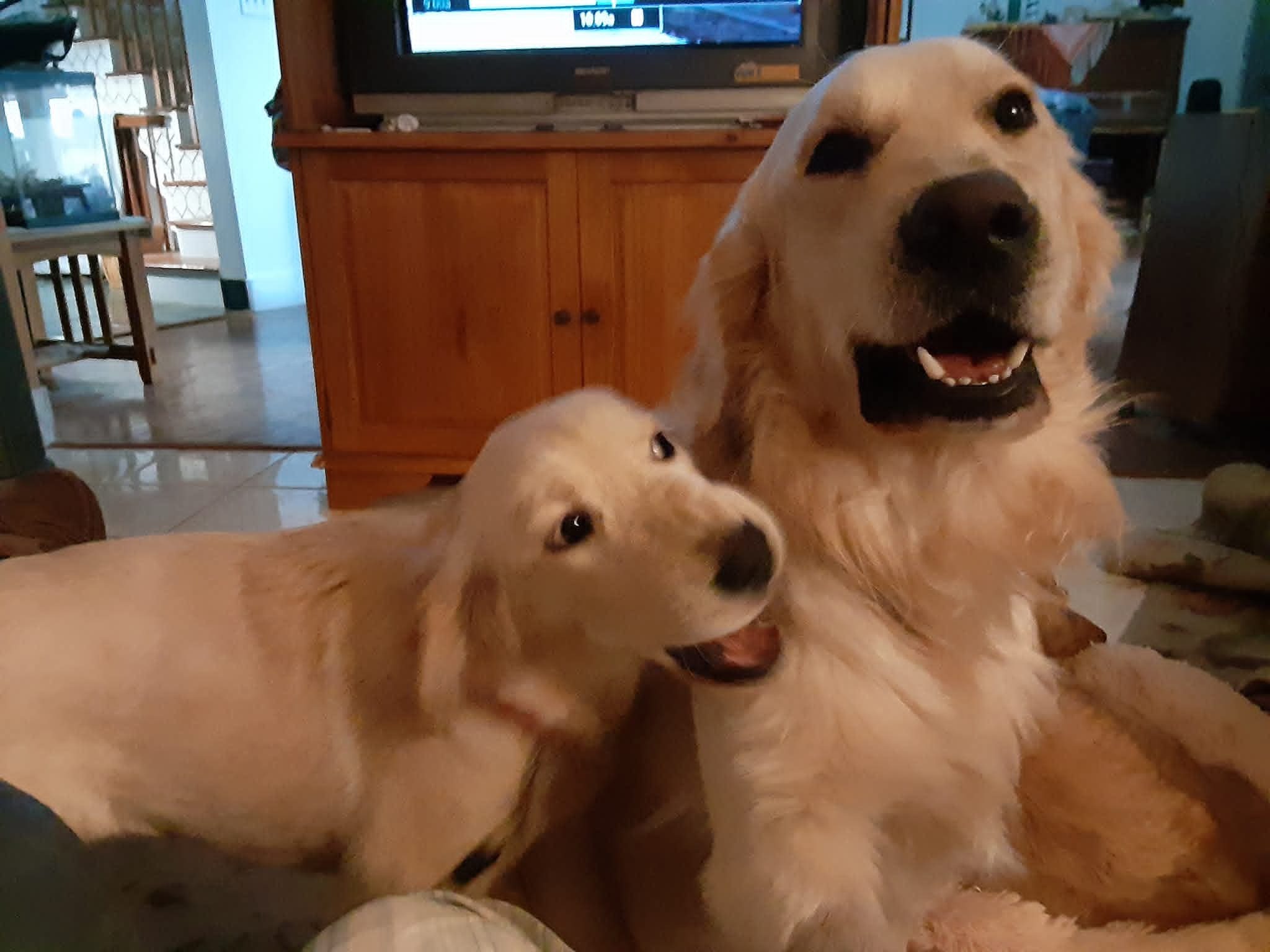 Help House T.K and His Dogs After Devastating Fire campaign photo, 5 of 8