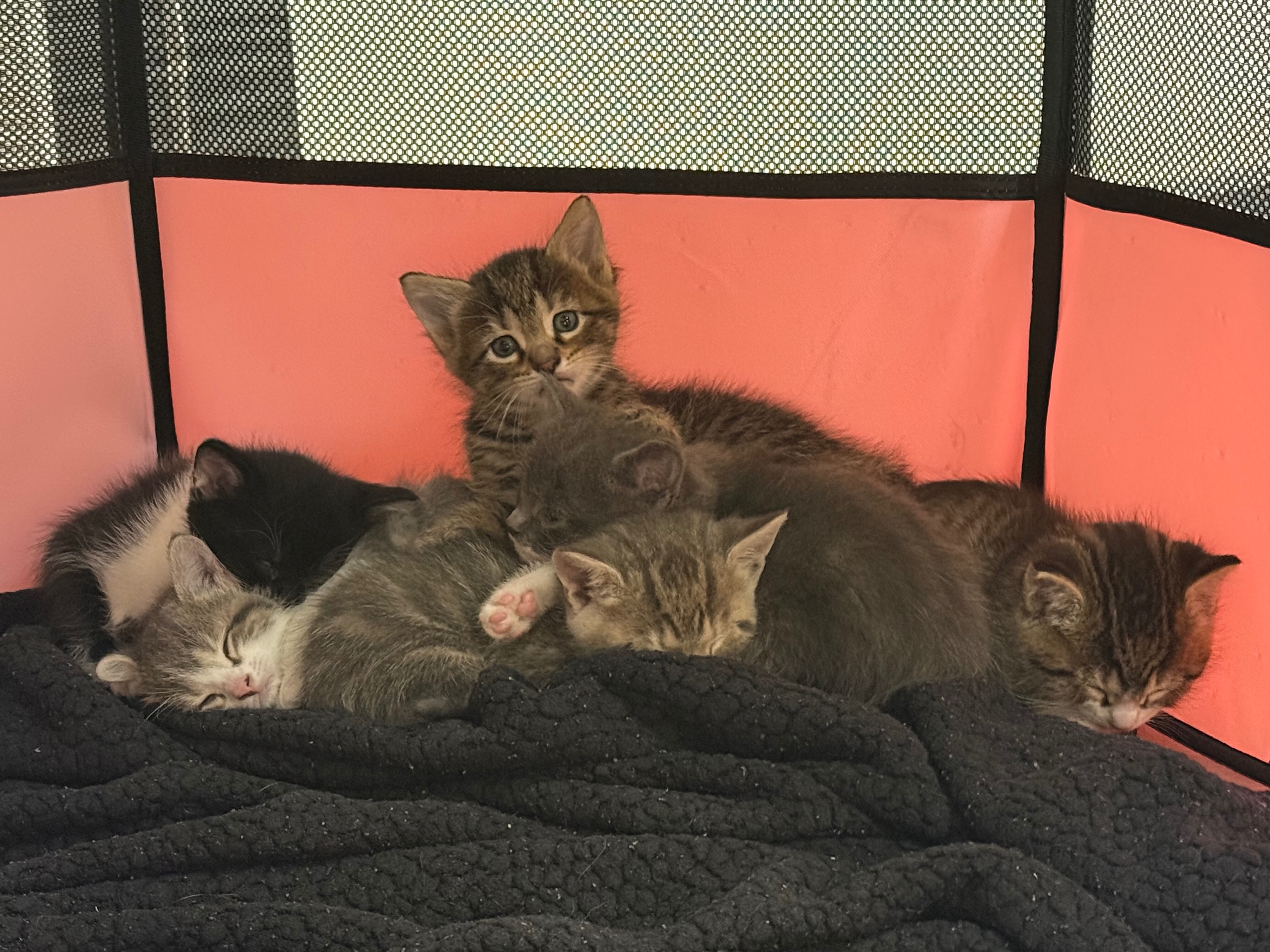 Help Princess and her Kittens with Medical Costs campaign photo, 2 of 7