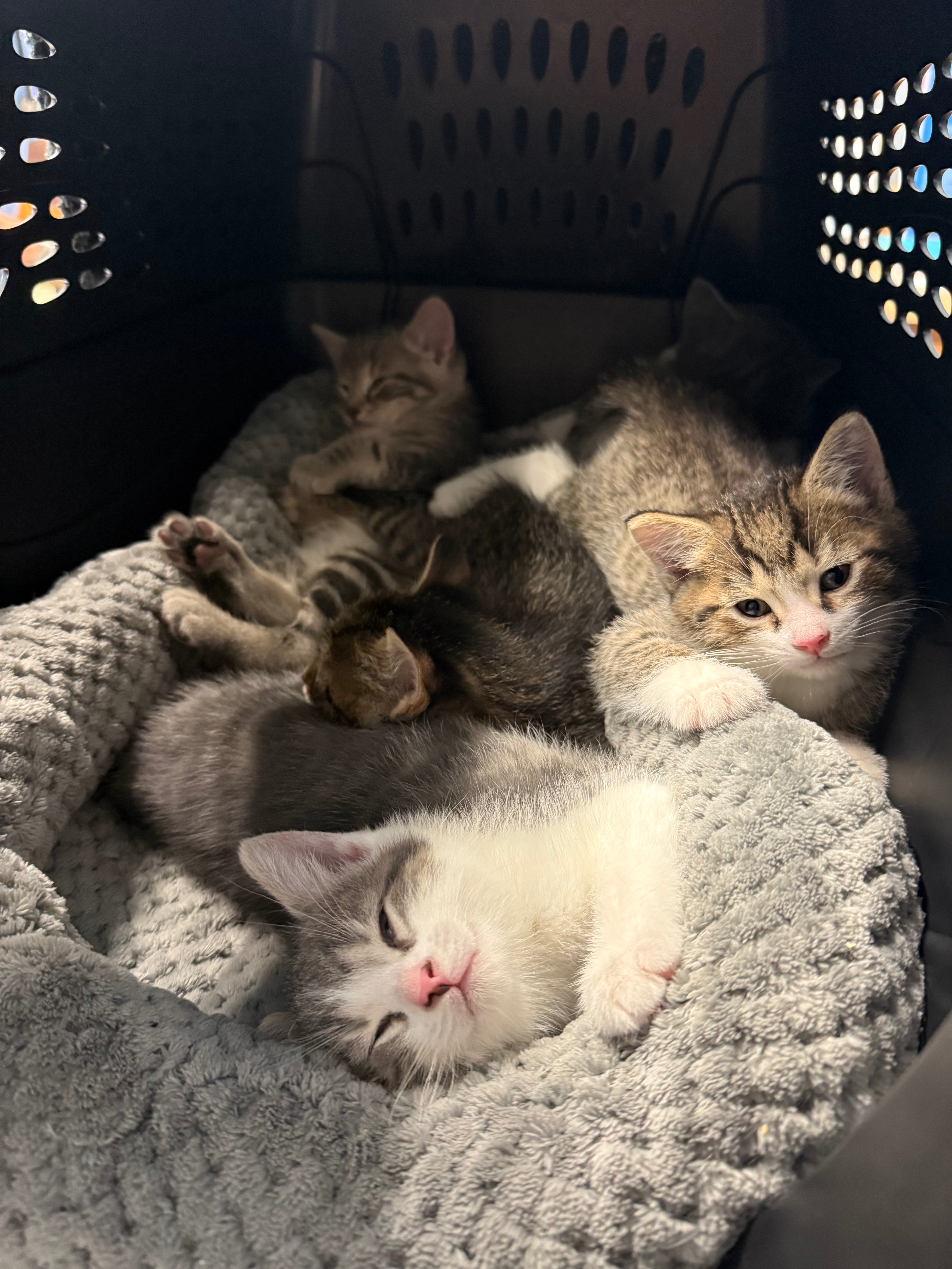 Help Princess and her Kittens with Medical Costs campaign photo, 4 of 7