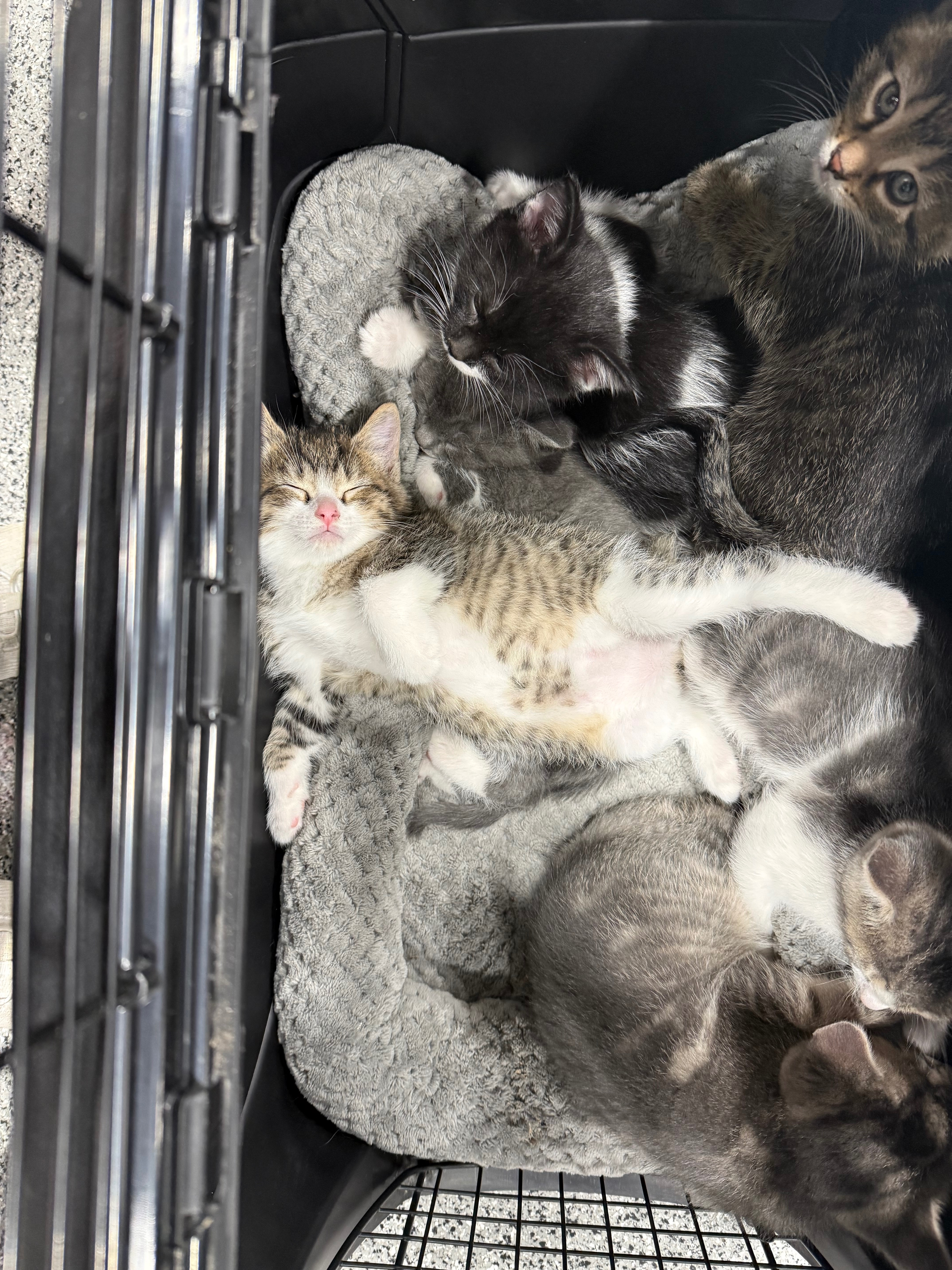 Help Princess and her Kittens with Medical Costs campaign photo, 6 of 7