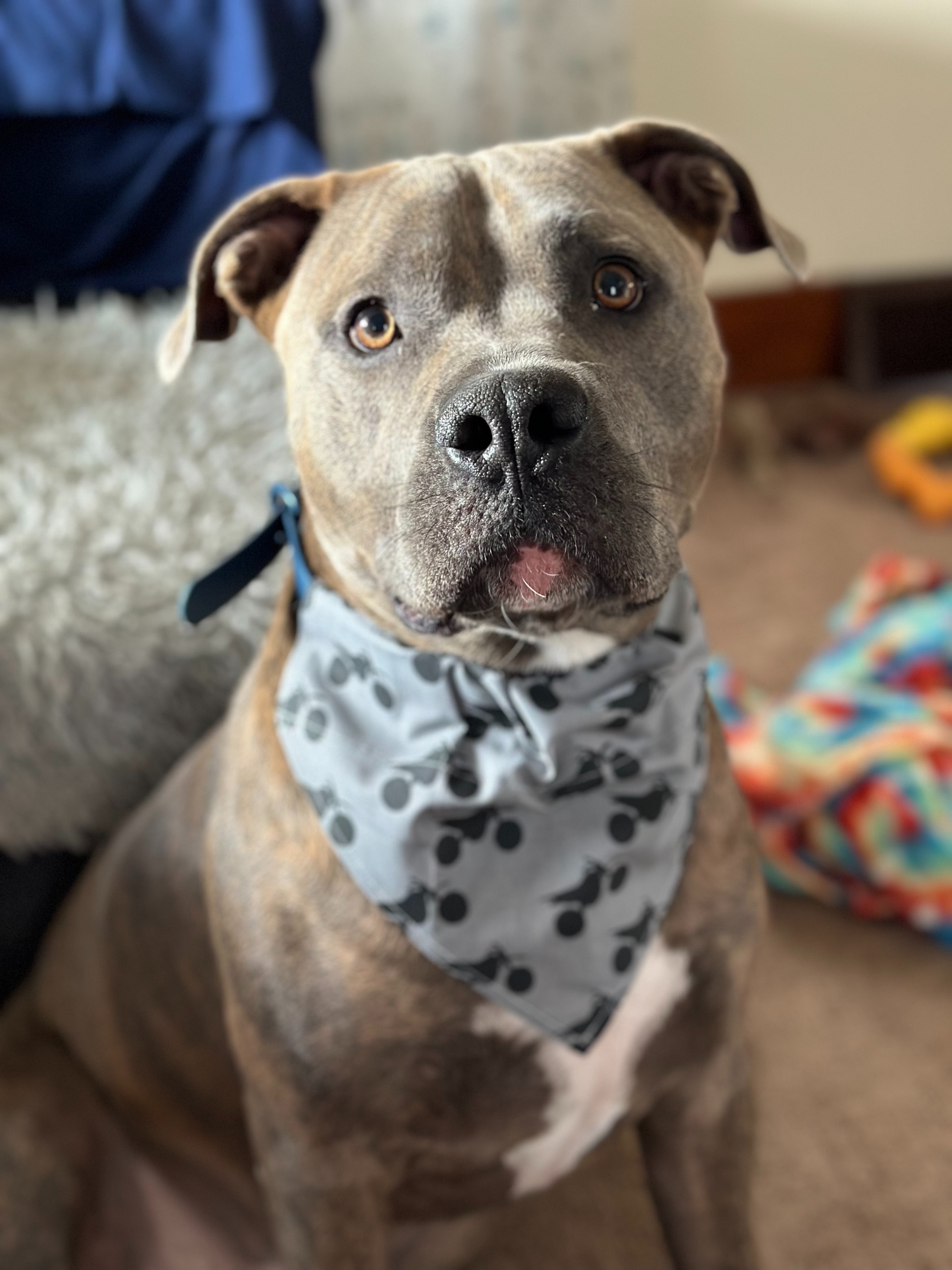 Help Mack Walk Again – Urgent Surgery Needed for This Pup campaign photo, 6 of 7