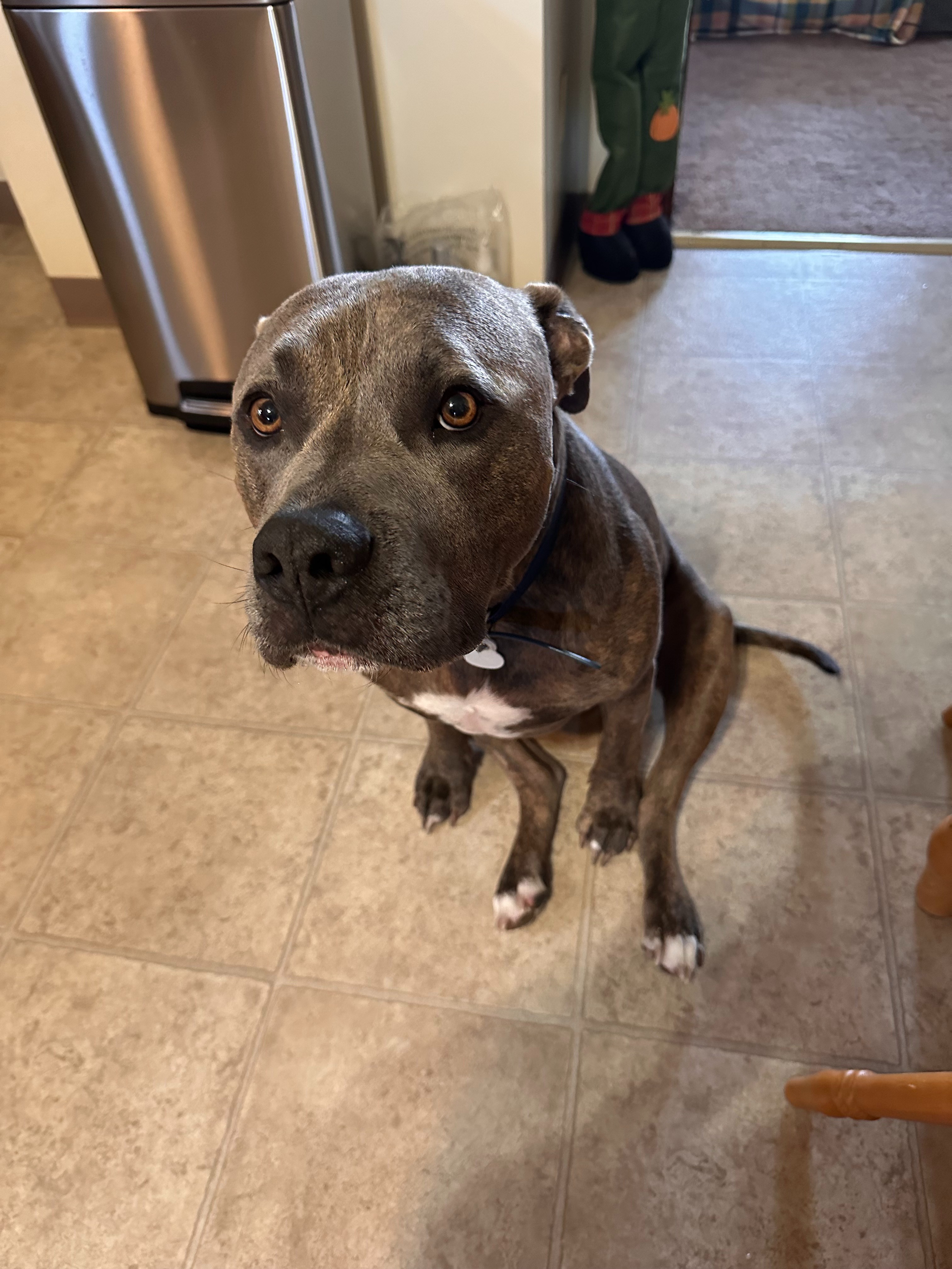 Help Mack Walk Again – Urgent Surgery Needed for This Pup campaign photo, 2 of 7