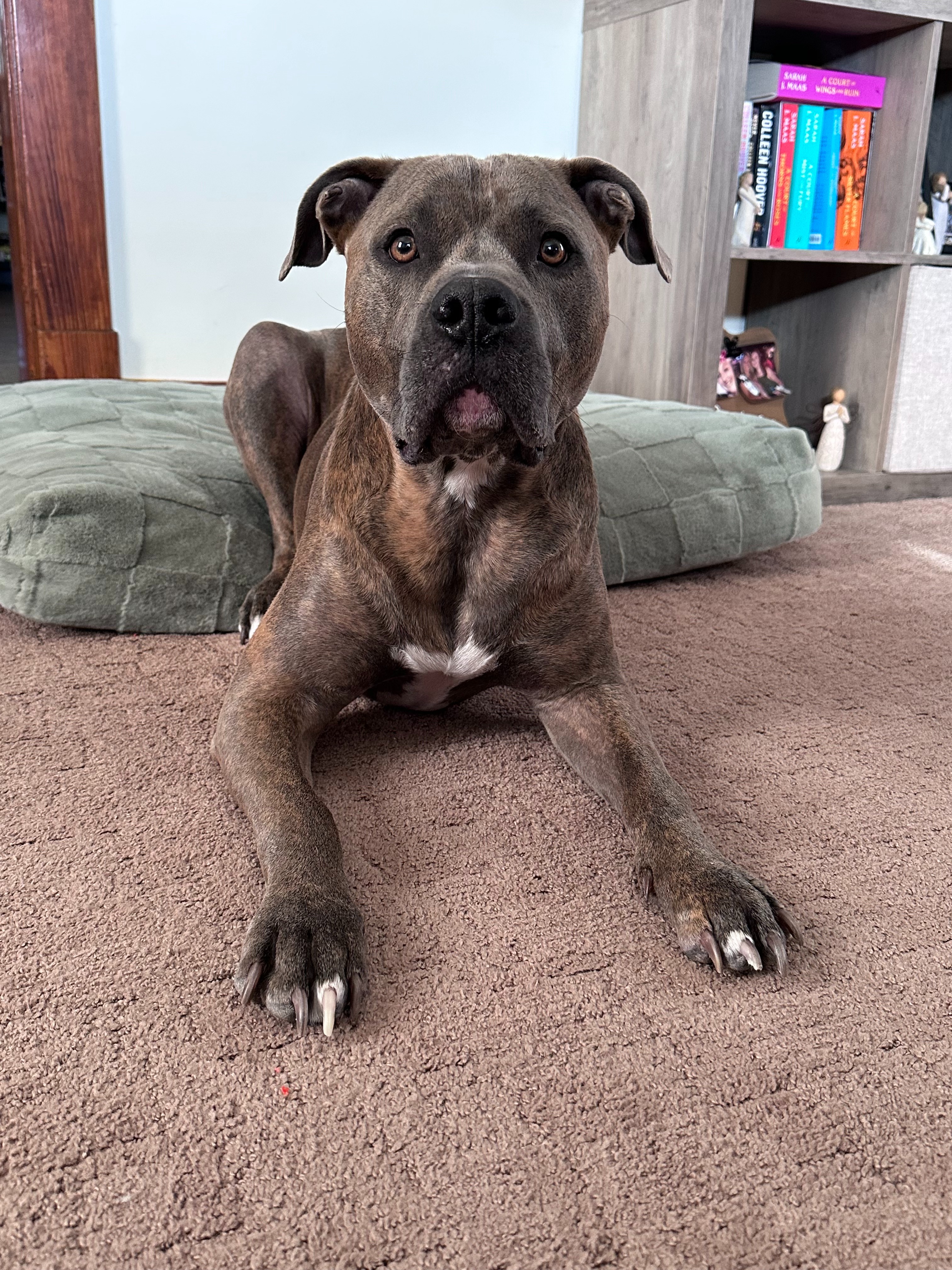Help Mack Walk Again – Urgent Surgery Needed for This Pup campaign photo, 4 of 7