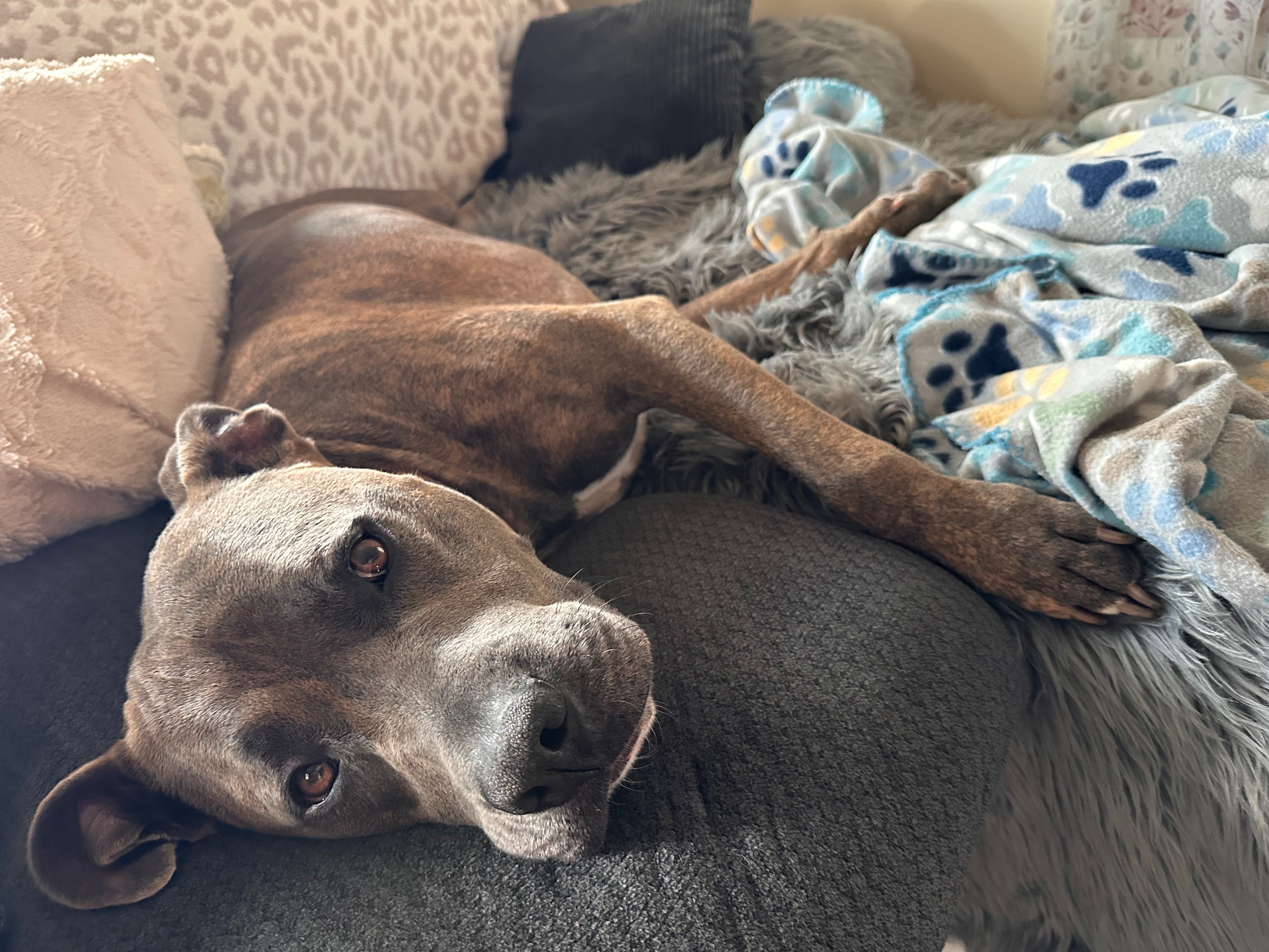Help Mack Walk Again – Urgent Surgery Needed for This Pup campaign photo, 5 of 7