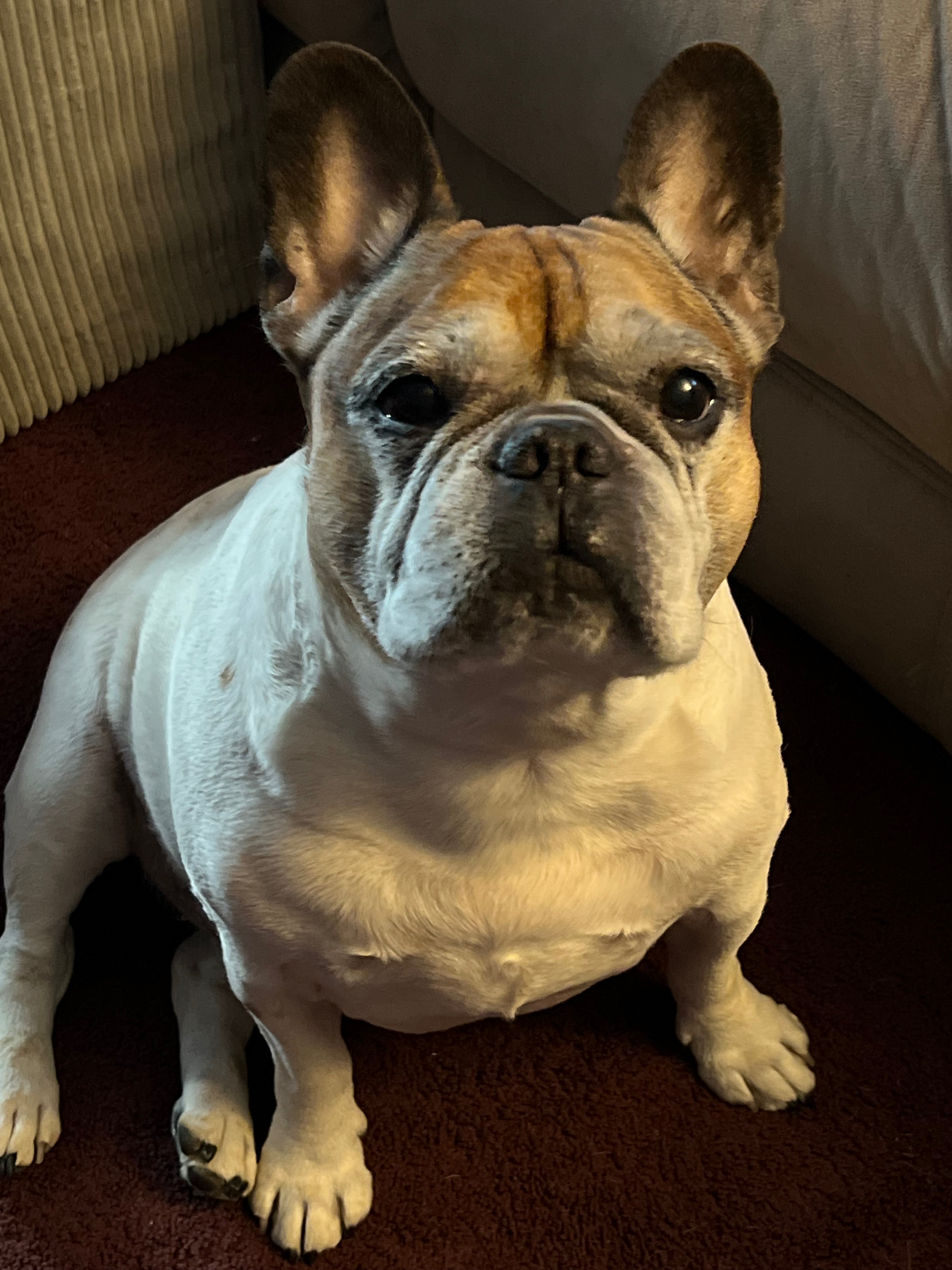 Bring Rocco the Frenchie Back Home campaign photo, 2 of 5