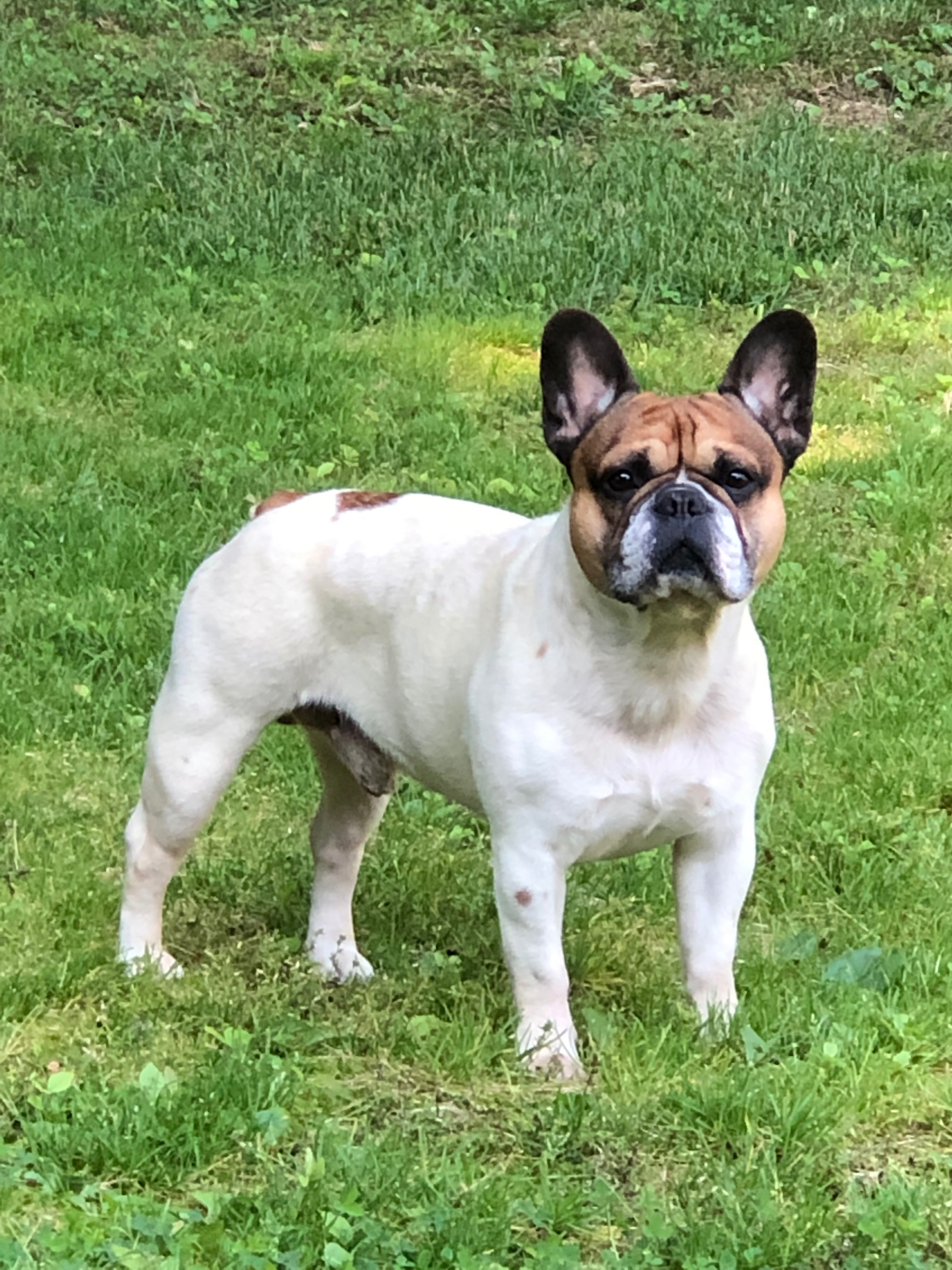Bring Rocco the Frenchie Back Home campaign photo, 4 of 5