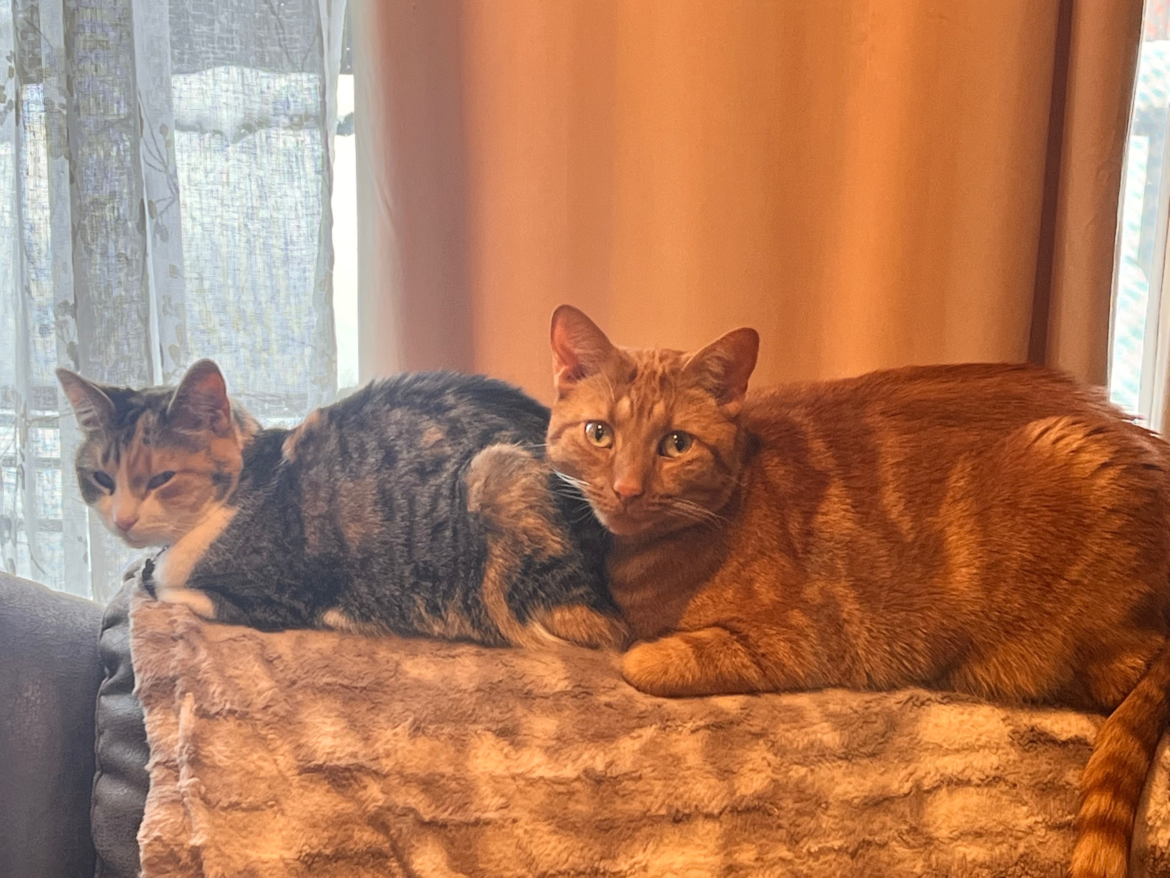Support Our Family's Recovery from House Fire campaign photo, 2 of 8