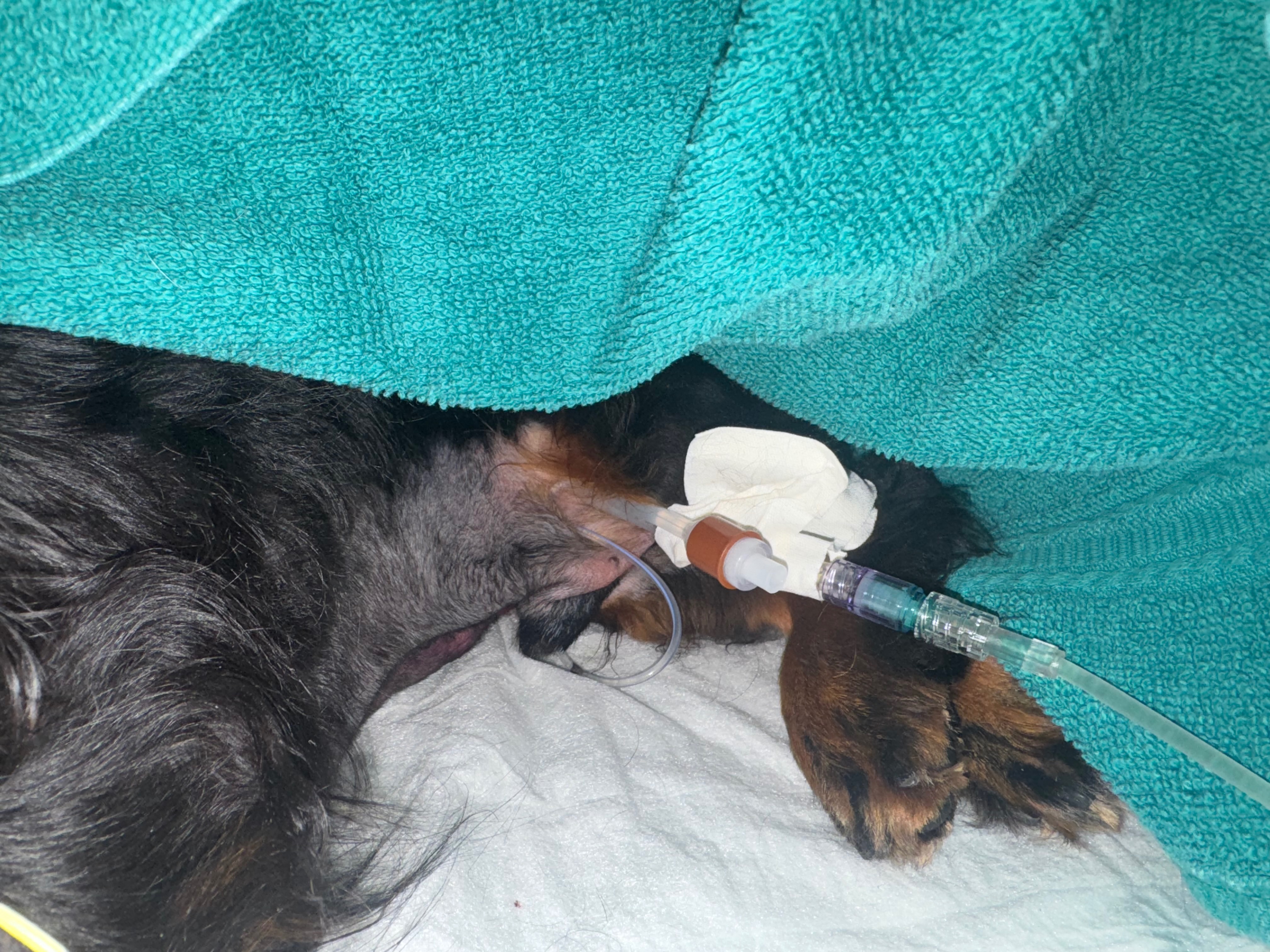 Help Save Lord Sniffington's Life campaign photo, 7 of 8