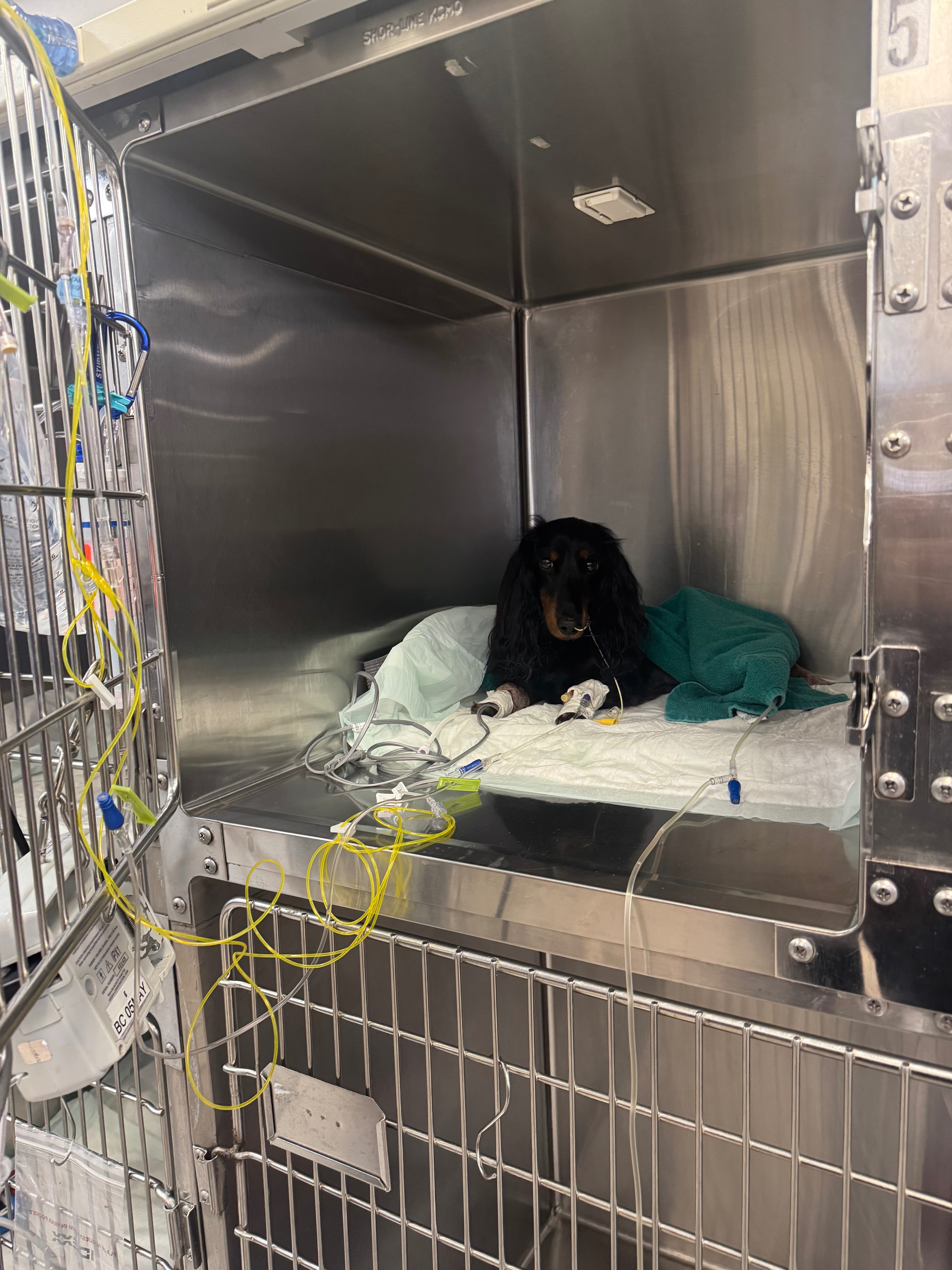 Help Save Lord Sniffington's Life campaign photo, 2 of 8