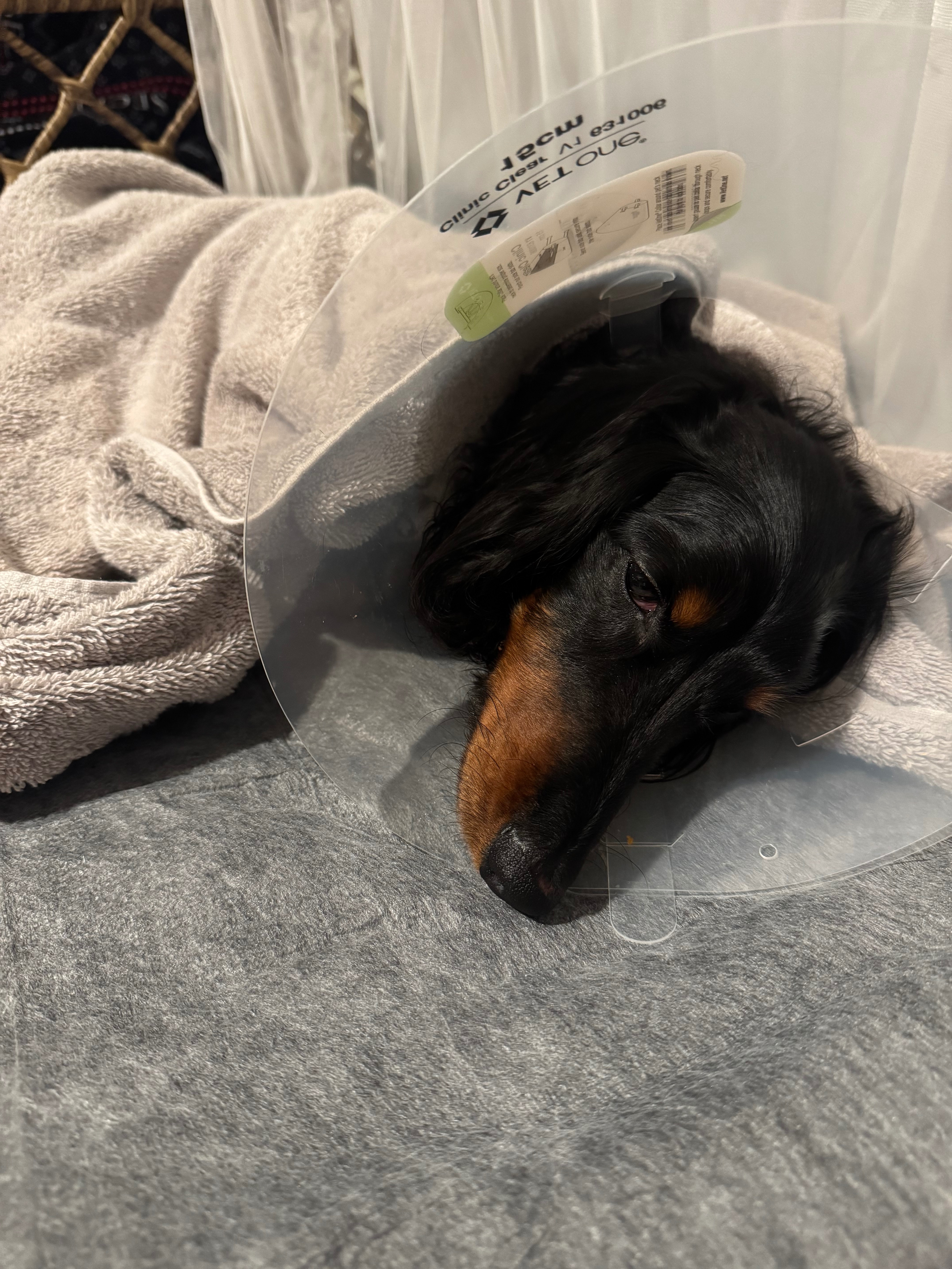 Help Save Lord Sniffington's Life campaign photo, 5 of 8