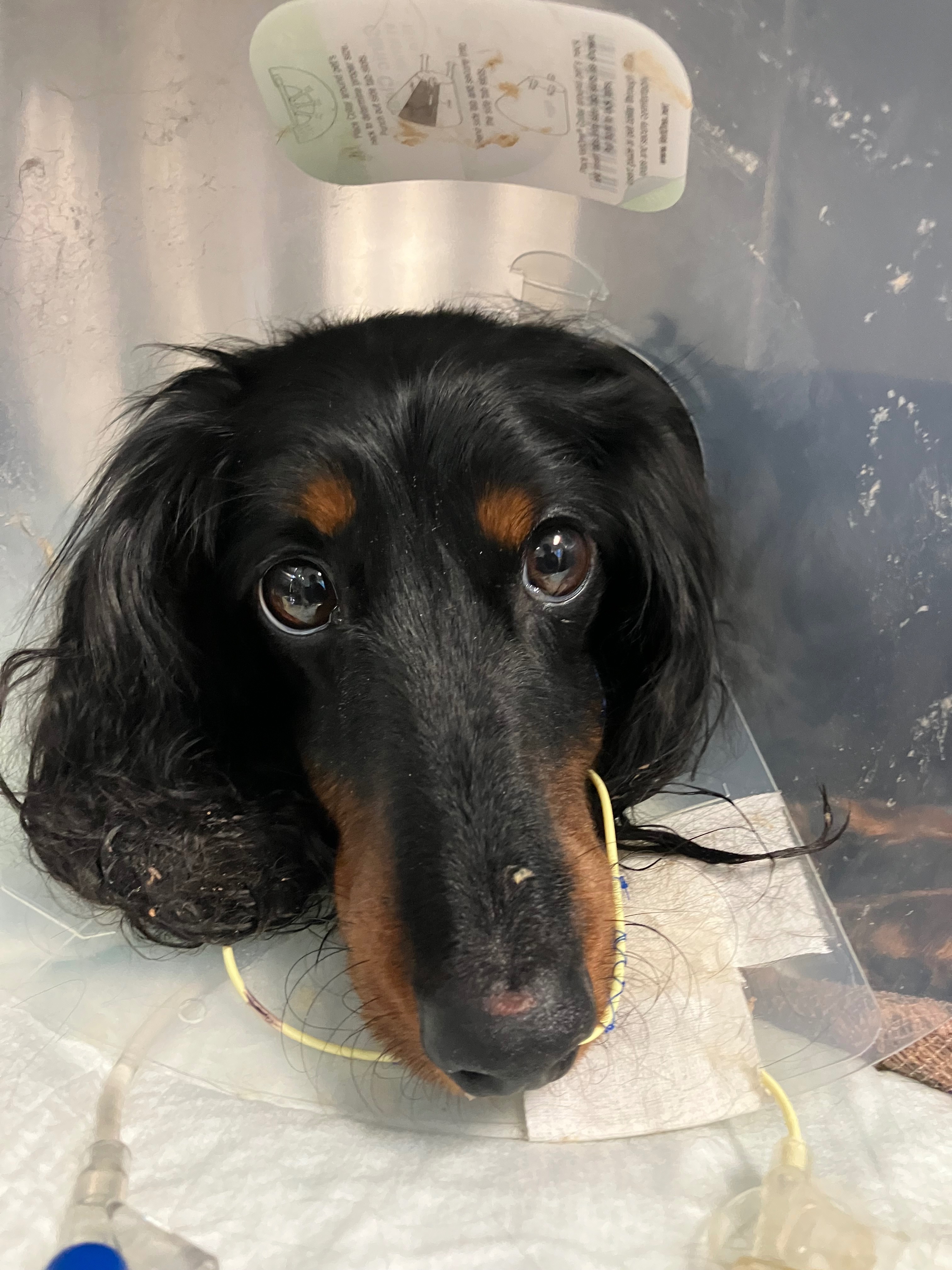 Help Save Lord Sniffington's Life campaign photo, 6 of 8