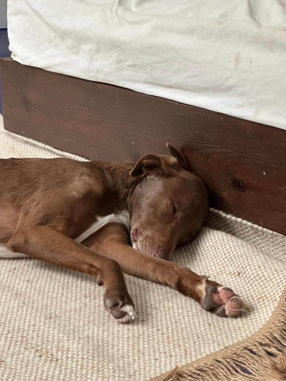 Help Rescue Pablo from Danger in Morocco campaign photo, 7 of 8