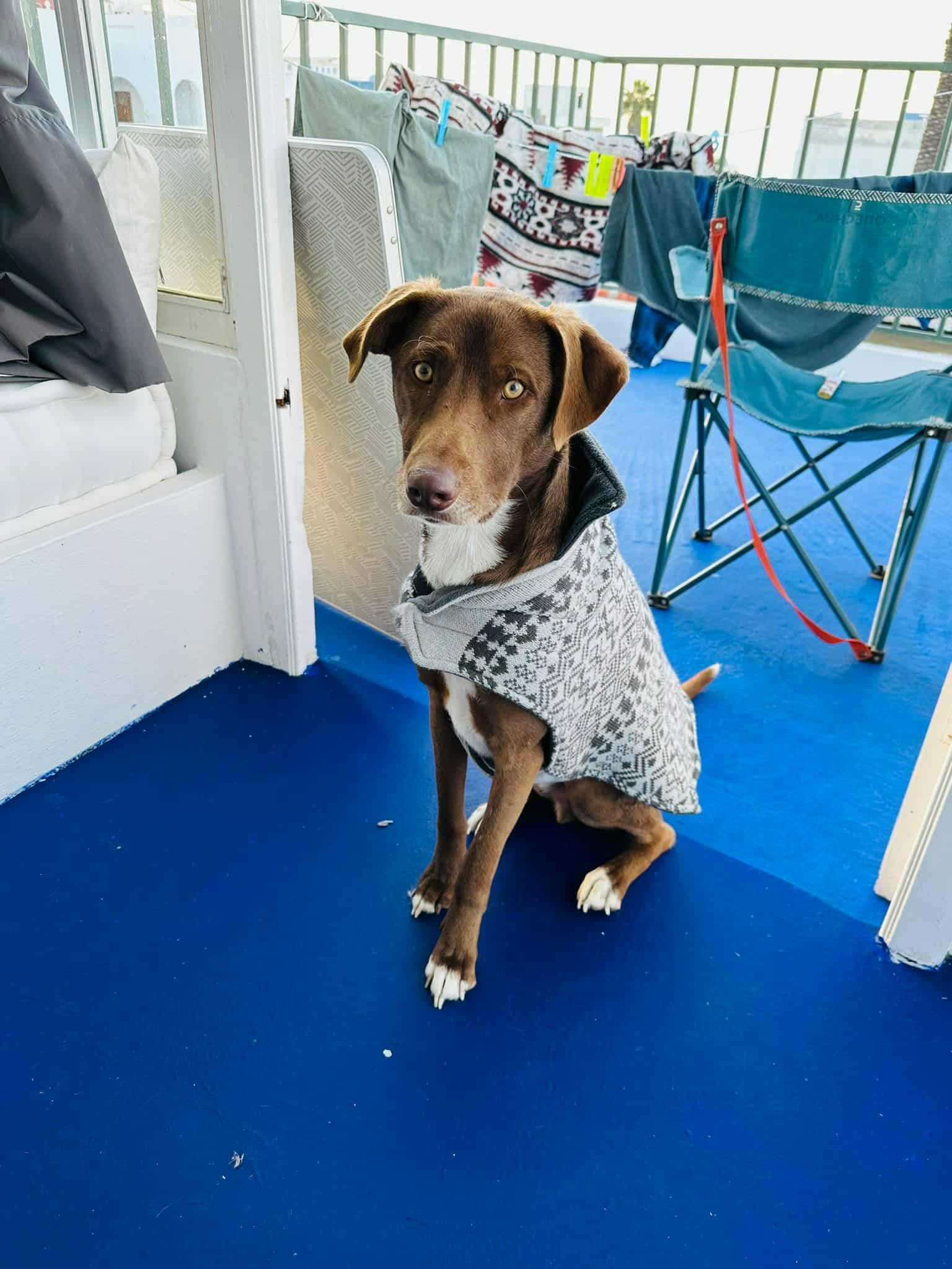 Help Rescue Pablo from Danger in Morocco campaign photo, 5 of 8