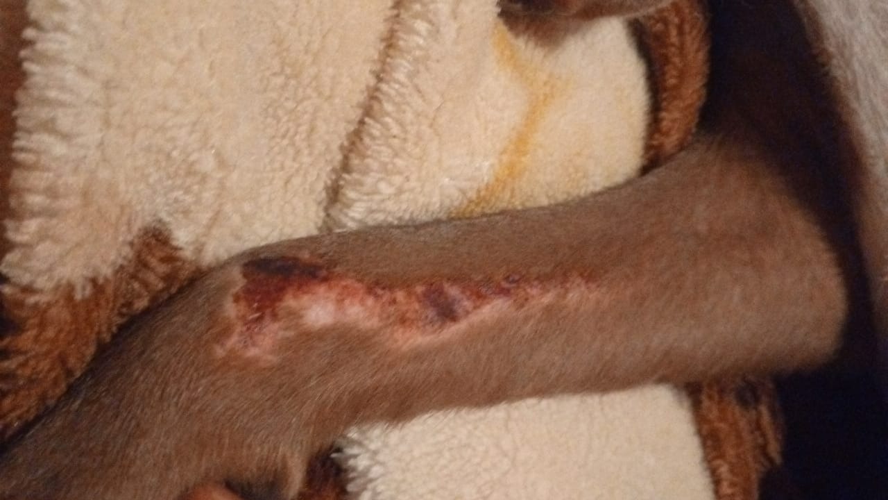 Help Rescue Pablo from Danger in Morocco campaign photo, 6 of 8