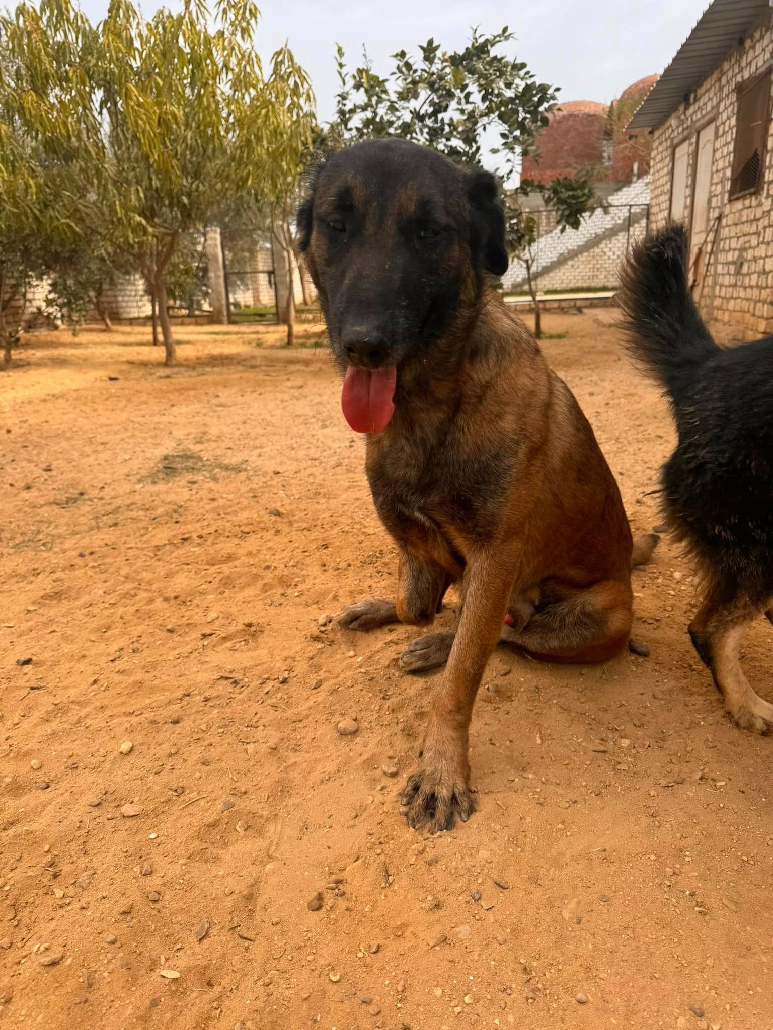 Support for Four Paws One Heart Rescue campaign photo, 6 of 7