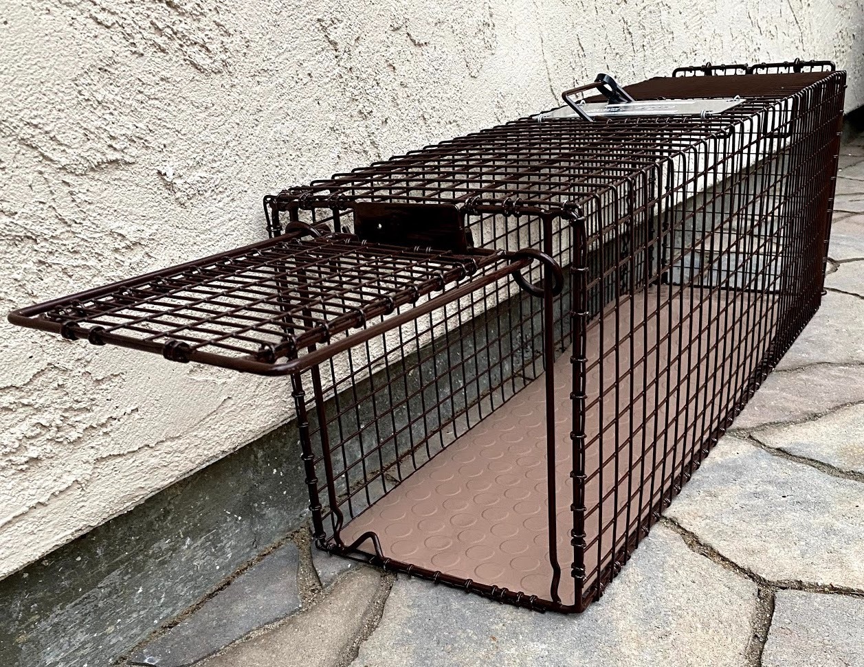 Donate for Essential Traps to Aid Roza's TNR Work campaign photo, 5 of 6