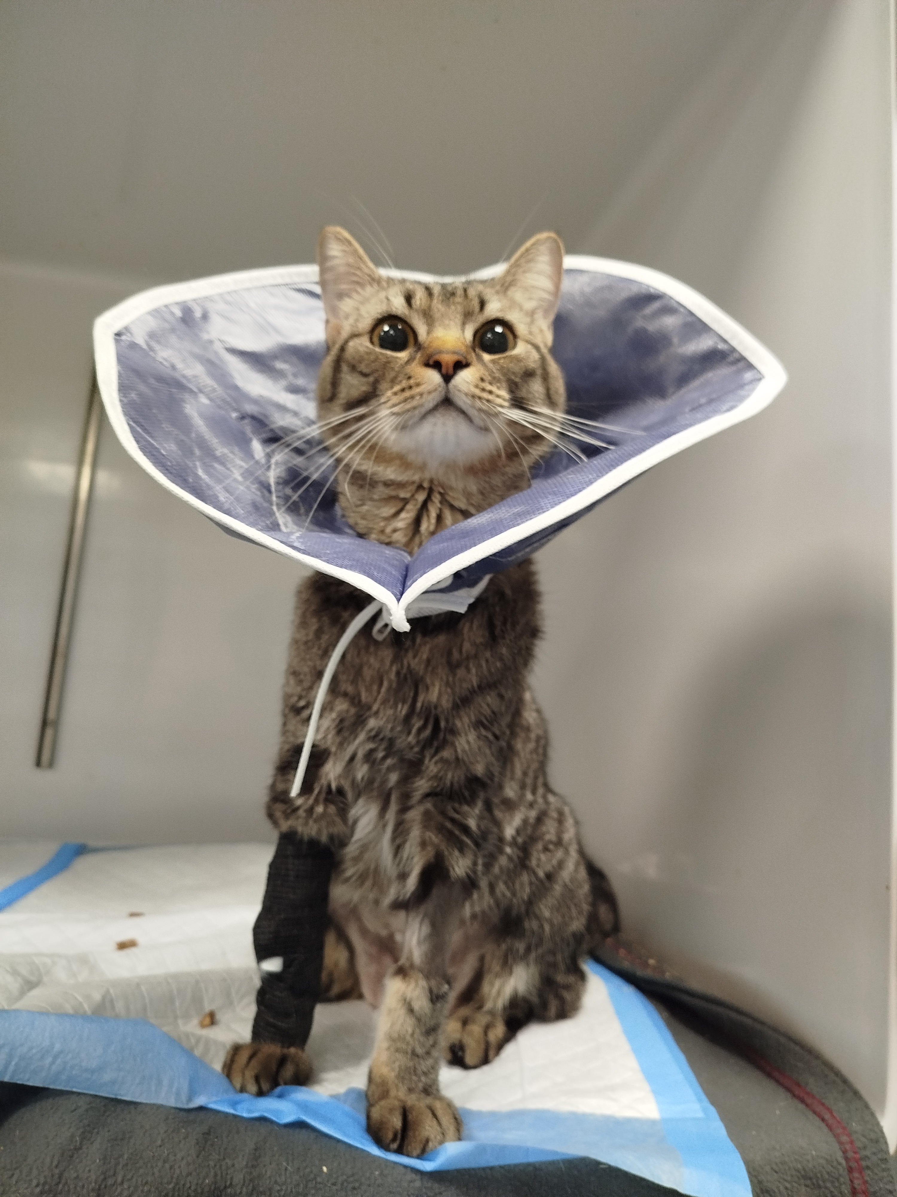 Ayuda a Cheetara, nuestro valiente gatito campaign photo, 7 of 8