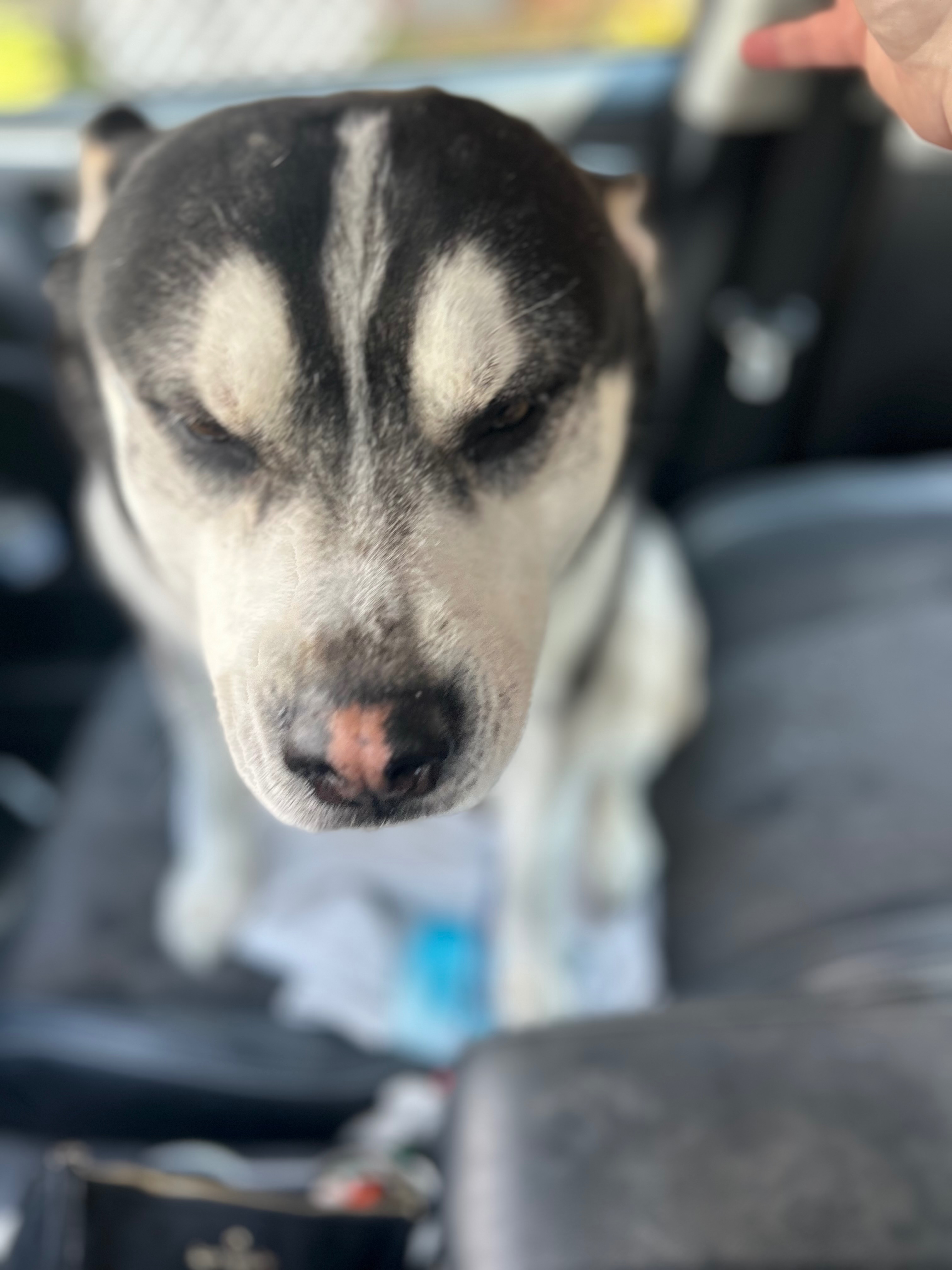 Help Kona Walk Again: Urgent Surgery Needed campaign photo, 7 of 8