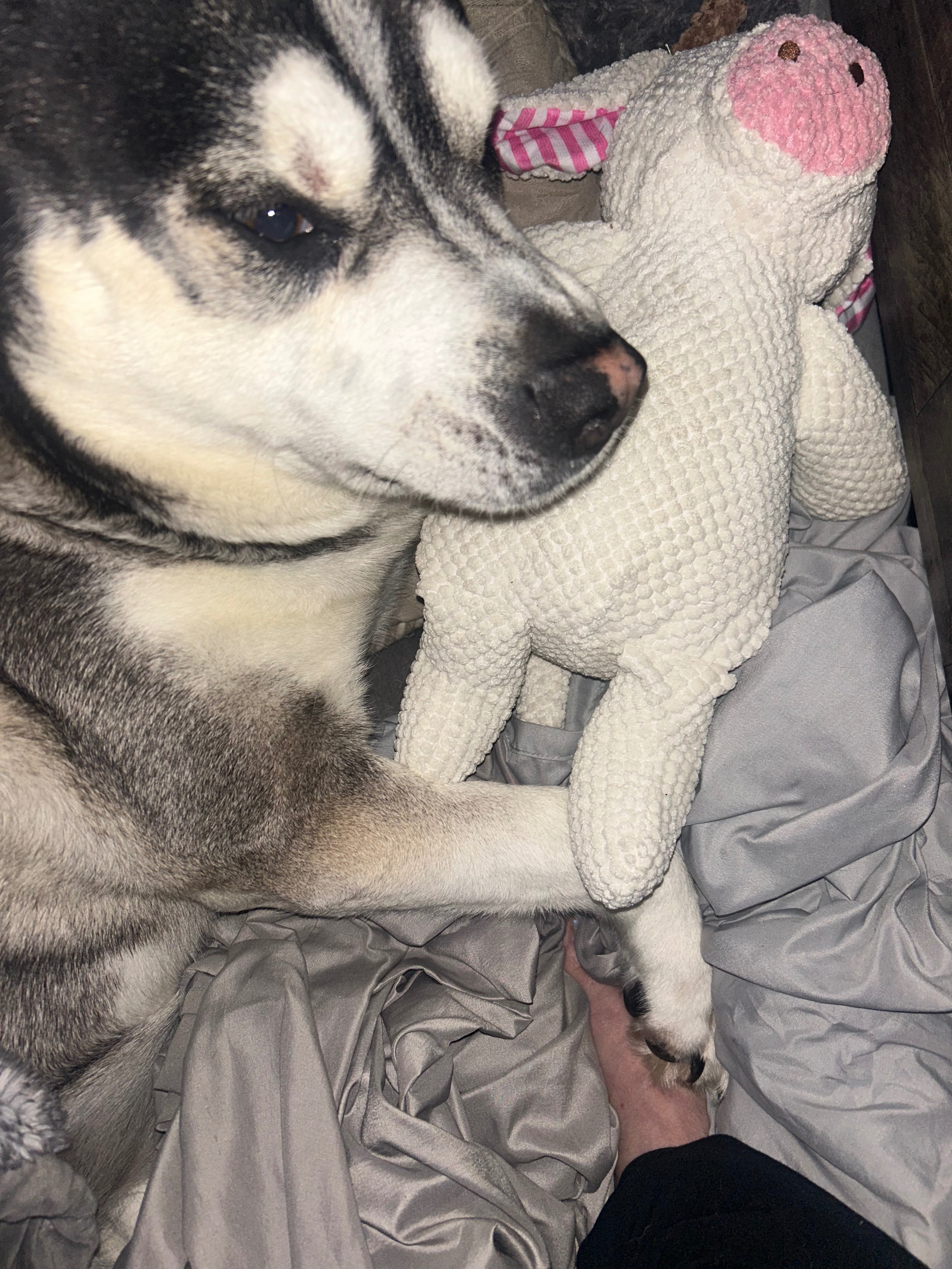 Help Kona Walk Again: Urgent Surgery Needed campaign photo, 2 of 8