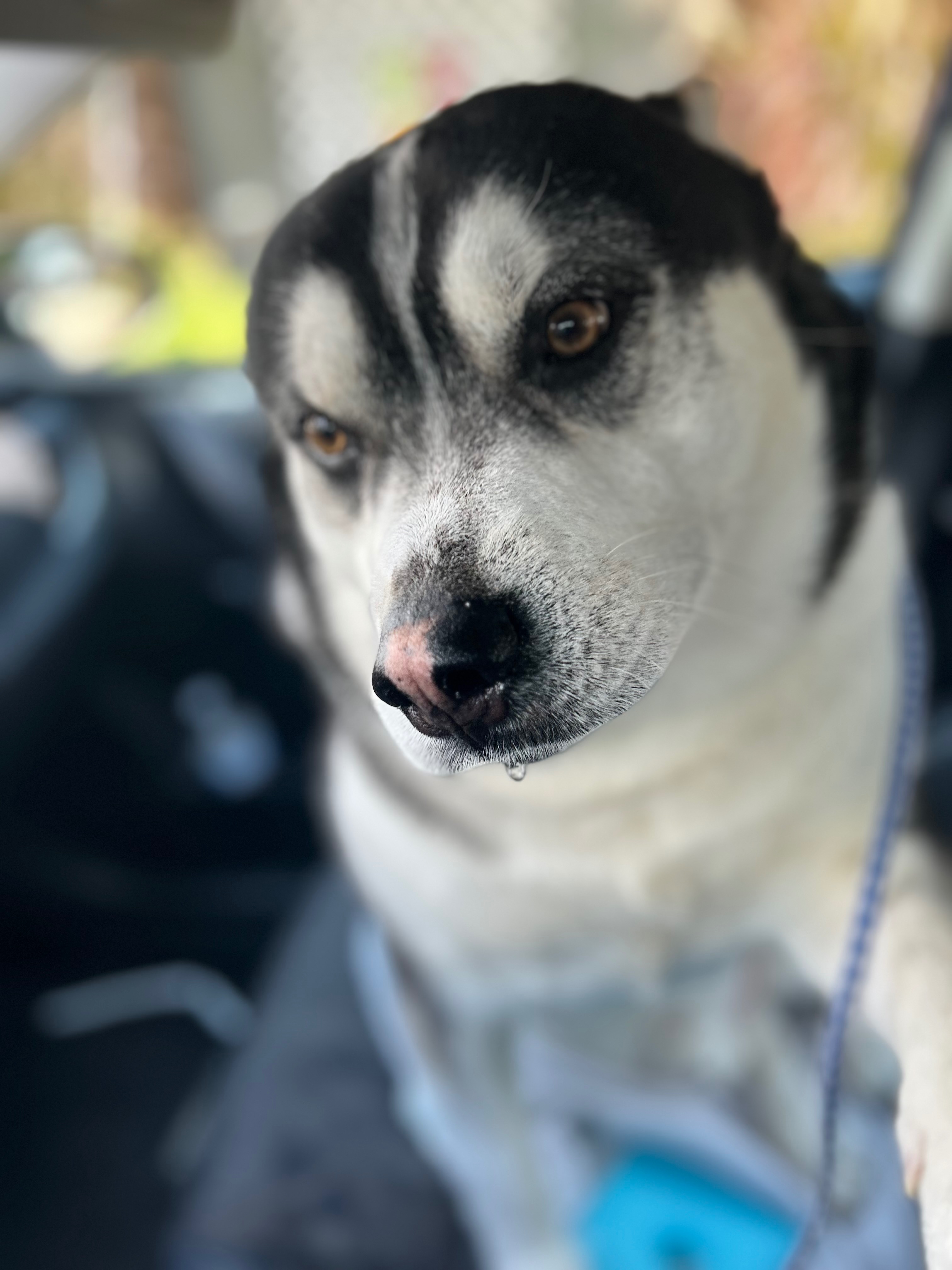 Help Kona Walk Again: Urgent Surgery Needed campaign photo, 4 of 8