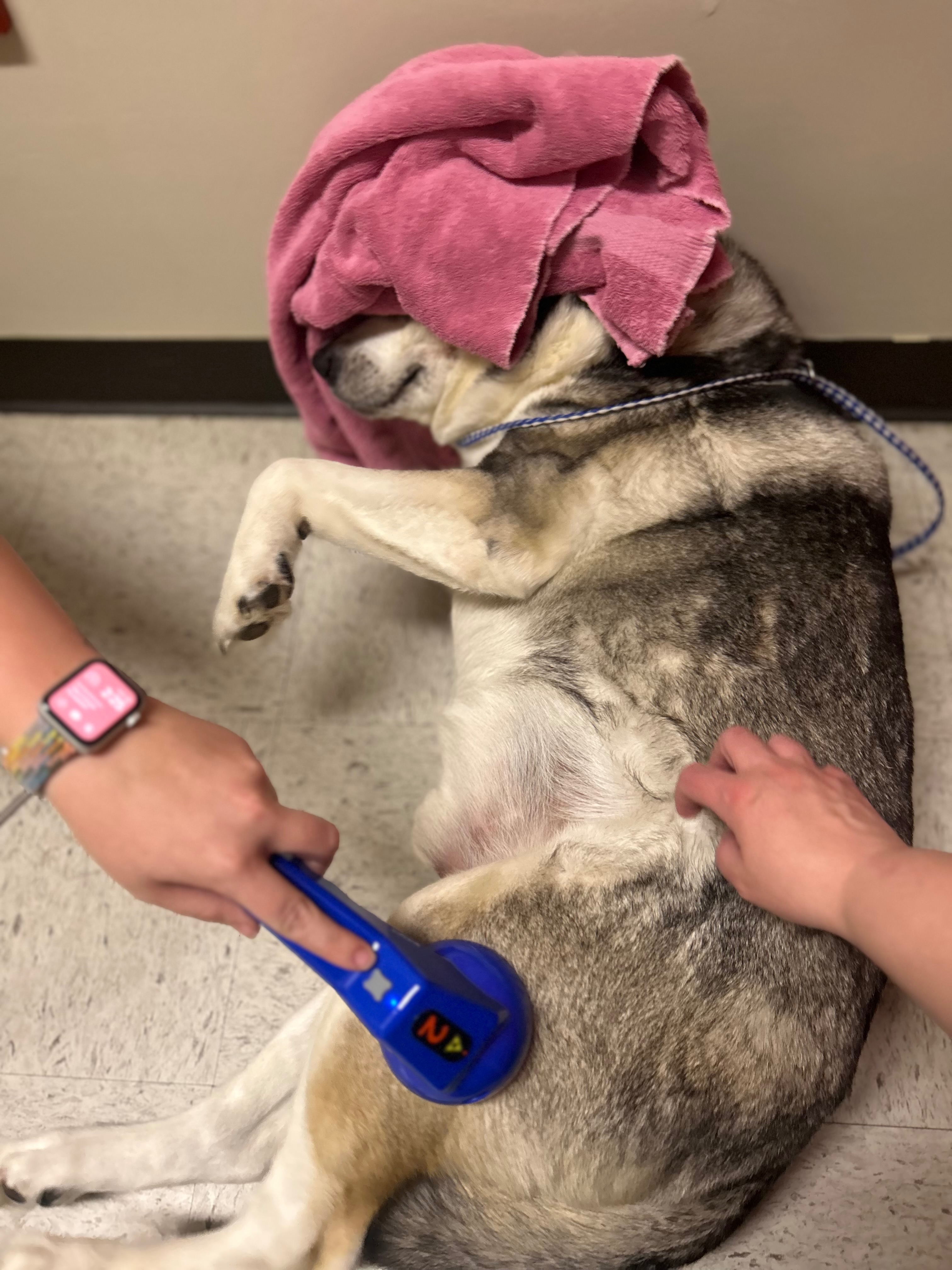 Help Kona Walk Again: Urgent Surgery Needed campaign photo, 6 of 8