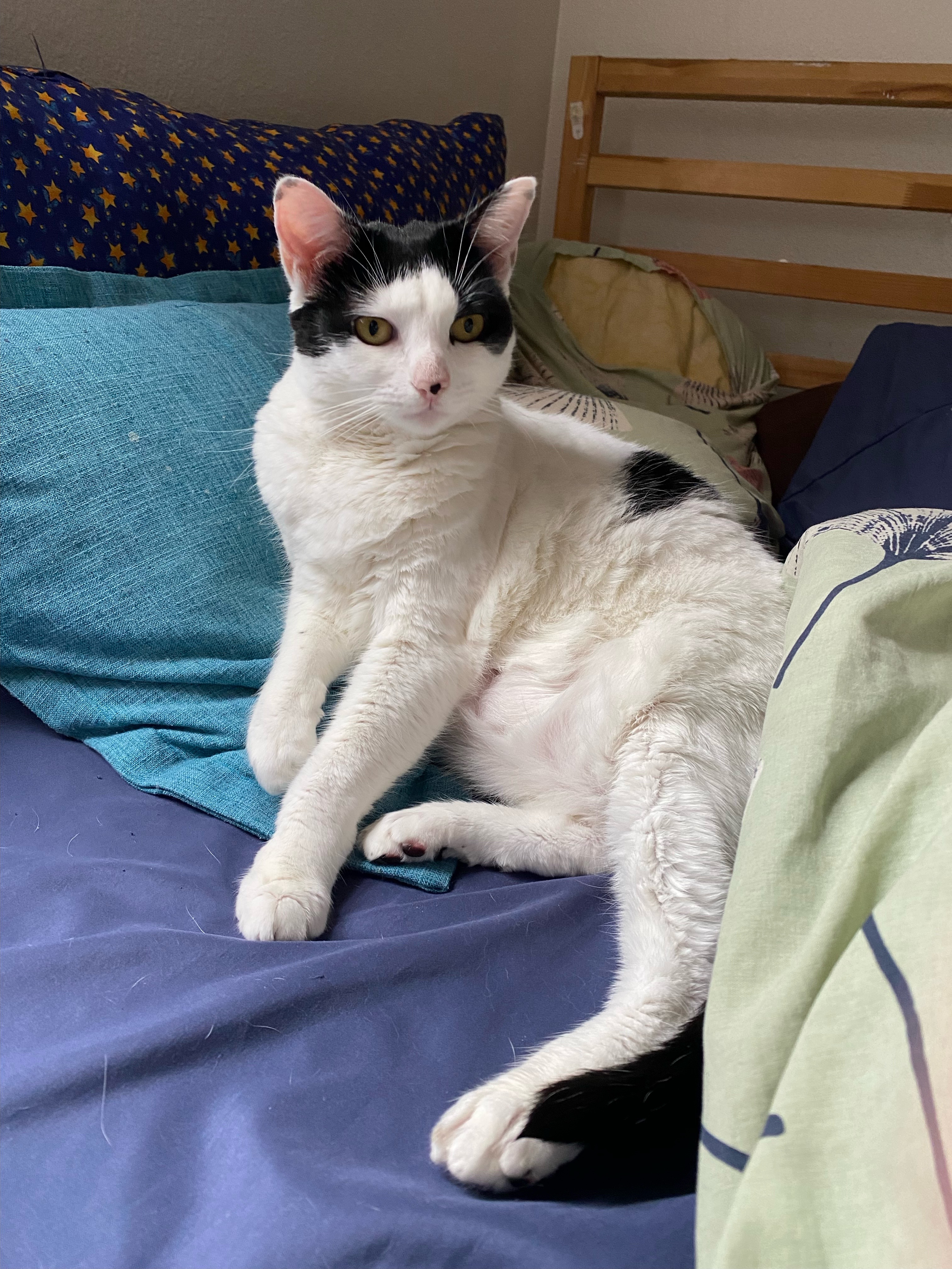 Support Millie's Urgent Surgery Fund campaign photo, 2 of 8