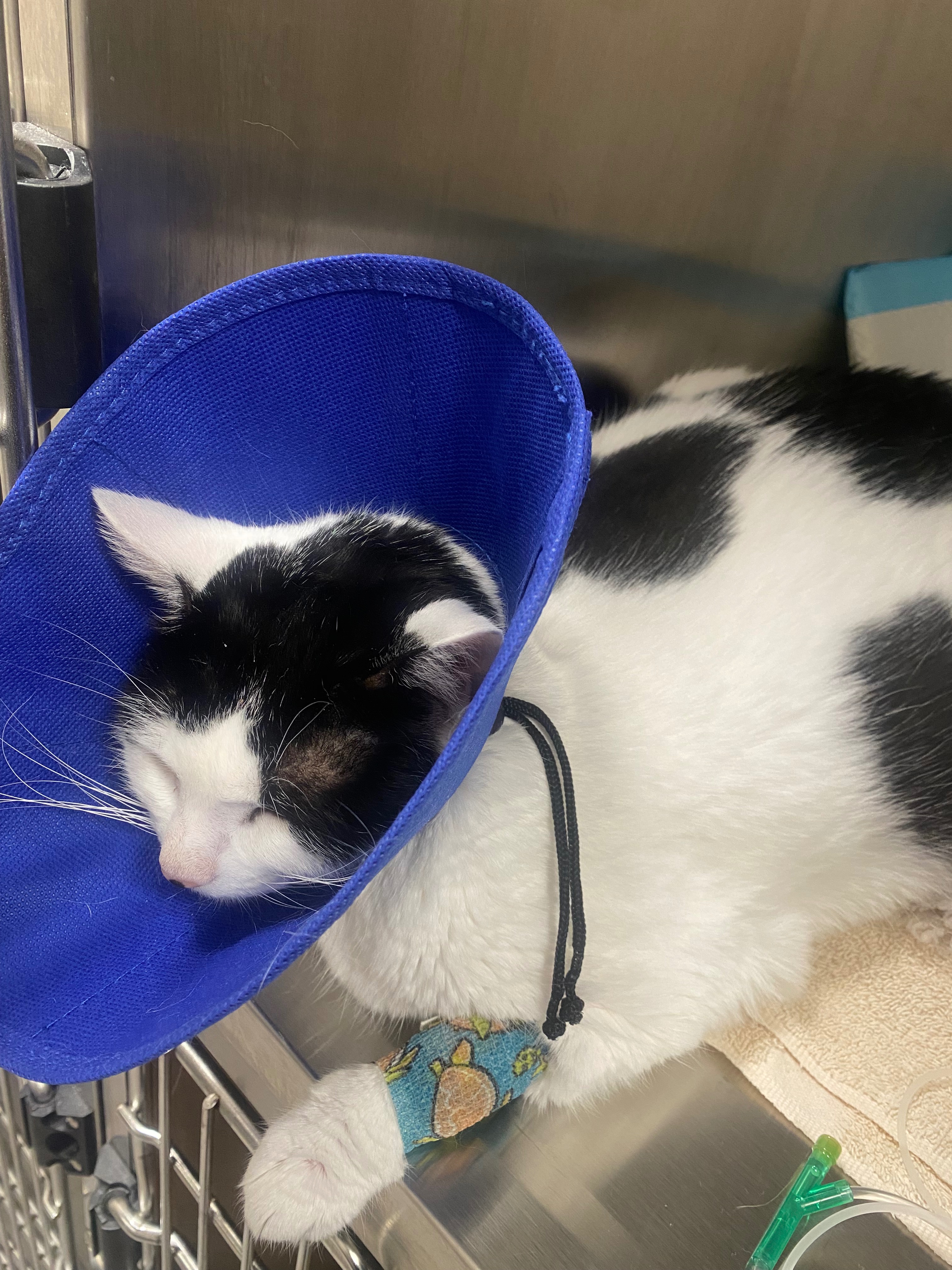 Support Millie's Urgent Surgery Fund campaign photo, 6 of 8