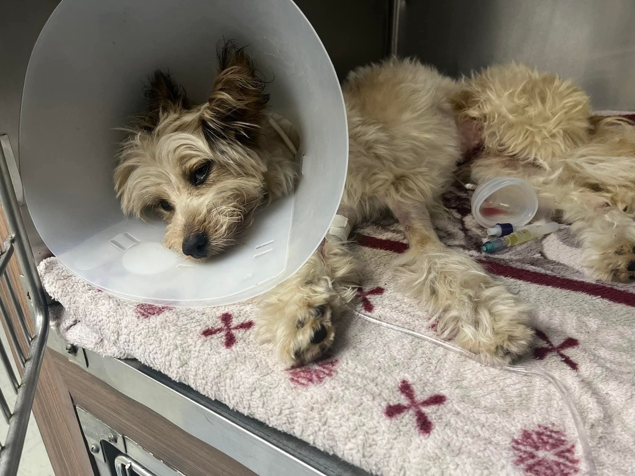 Help Renata Save Mary Puppins' Life campaign photo, 4 of 5