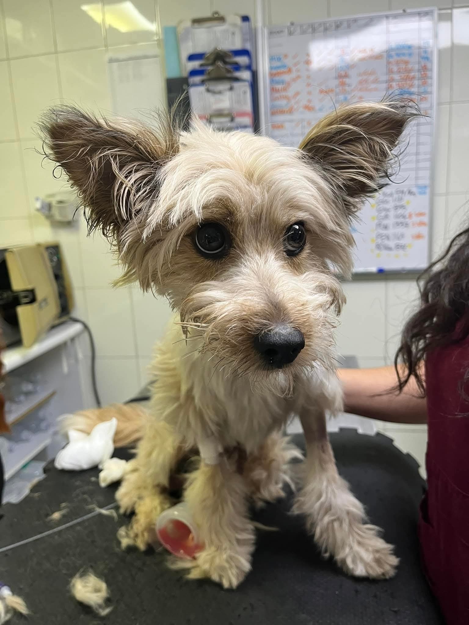Help Renata Save Mary Puppins' Life campaign photo, 2 of 5