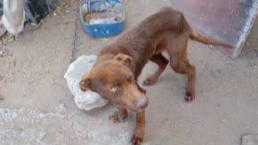 TU DONACION AYUDARA A ANIMALES CALLEJEROS photo