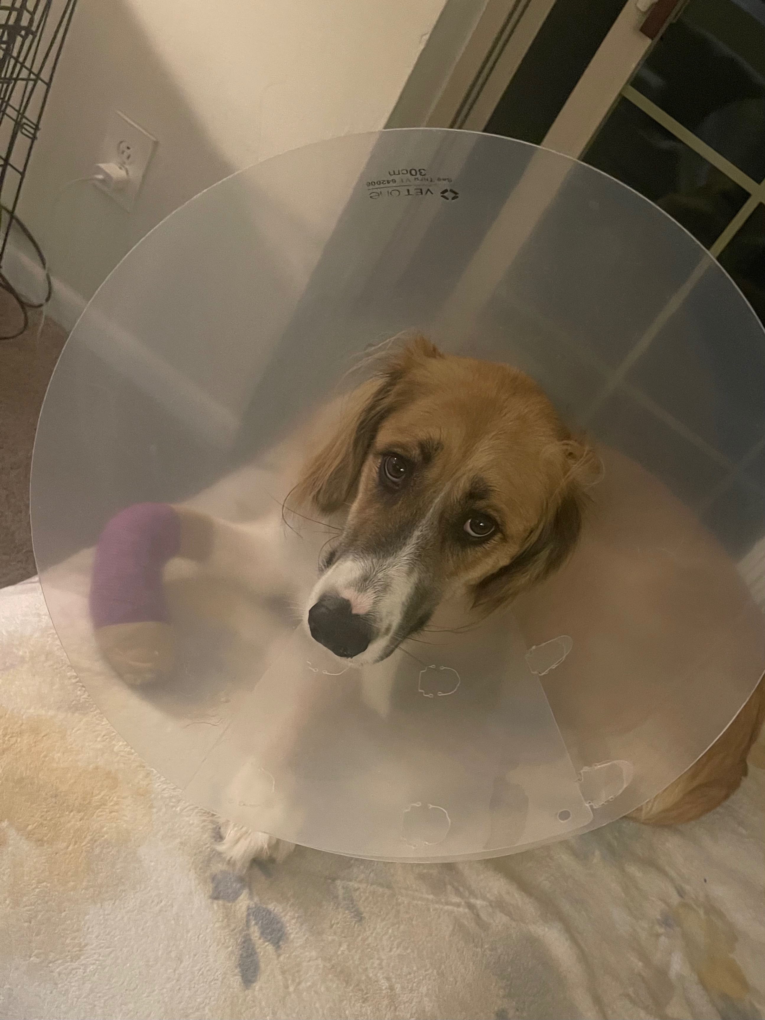 Help Burrow Heal After Leg Amputation campaign photo, 5 of 6