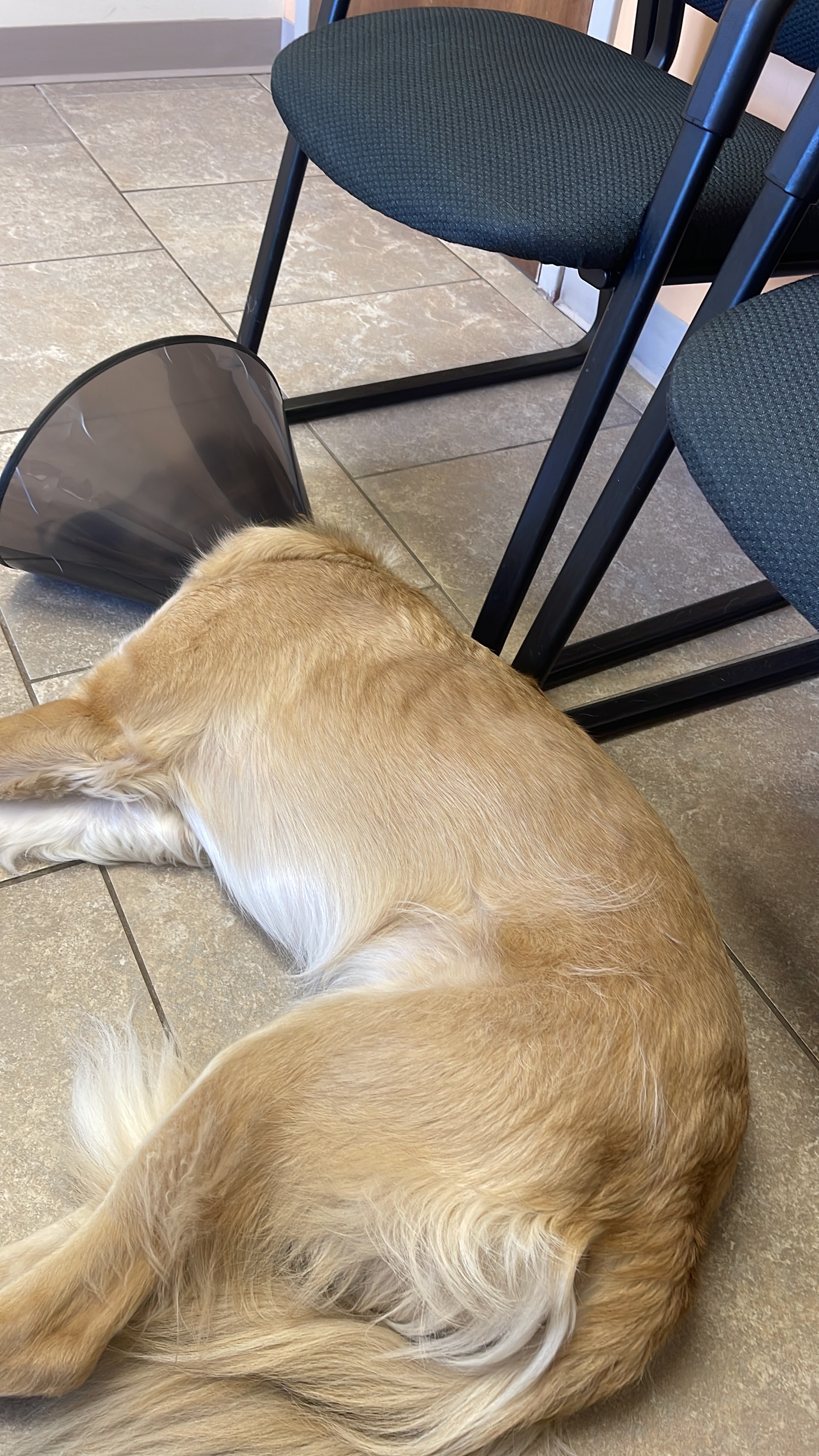 Help Burrow Heal After Leg Amputation campaign photo, 2 of 6