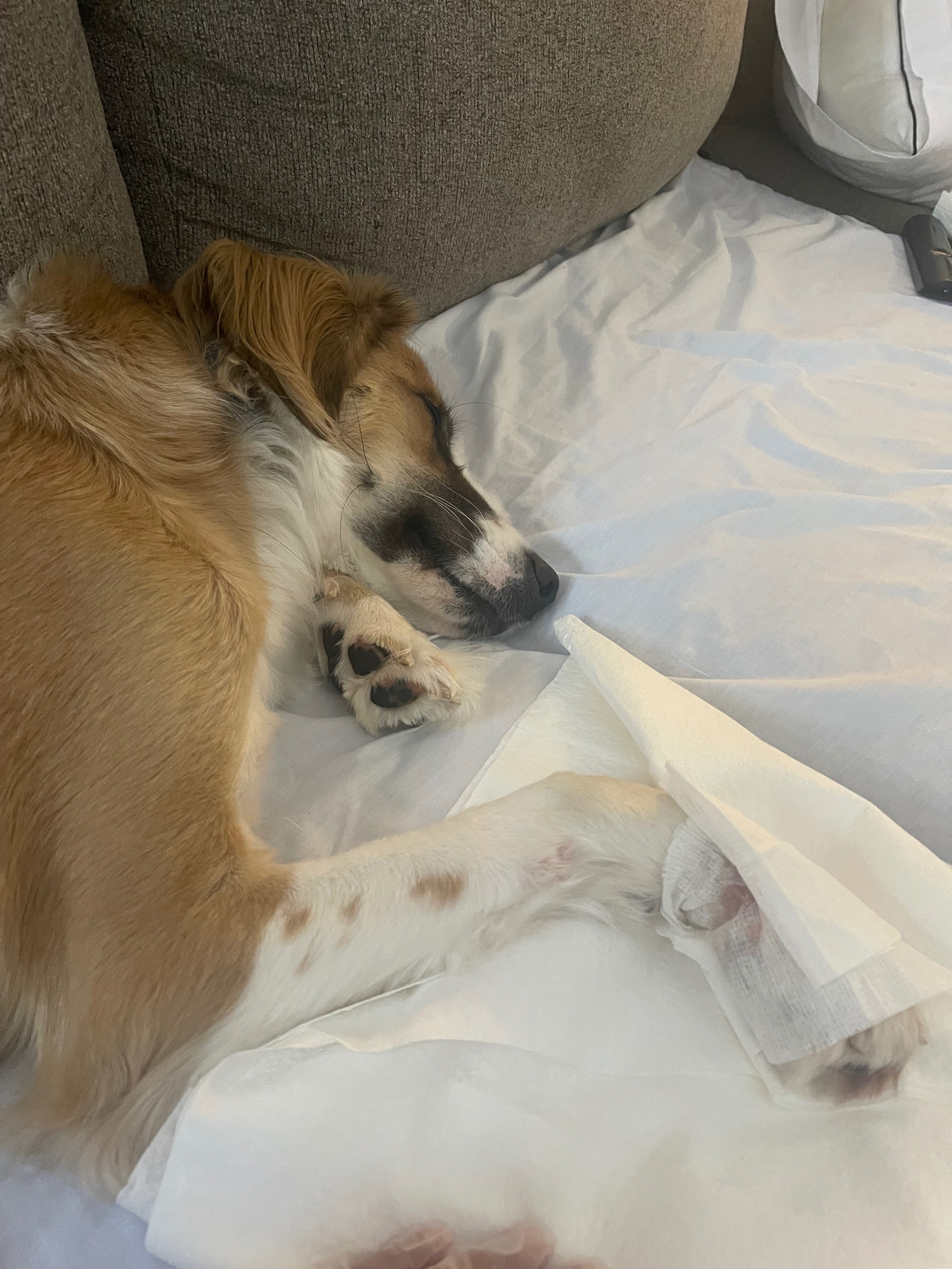 Help Burrow Heal After Leg Amputation campaign photo, 4 of 6