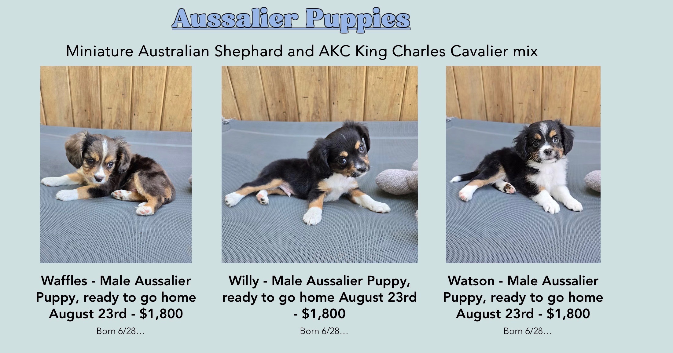 Support Charles in Bringing Home a New Puppy campaign photo, 2 of 7