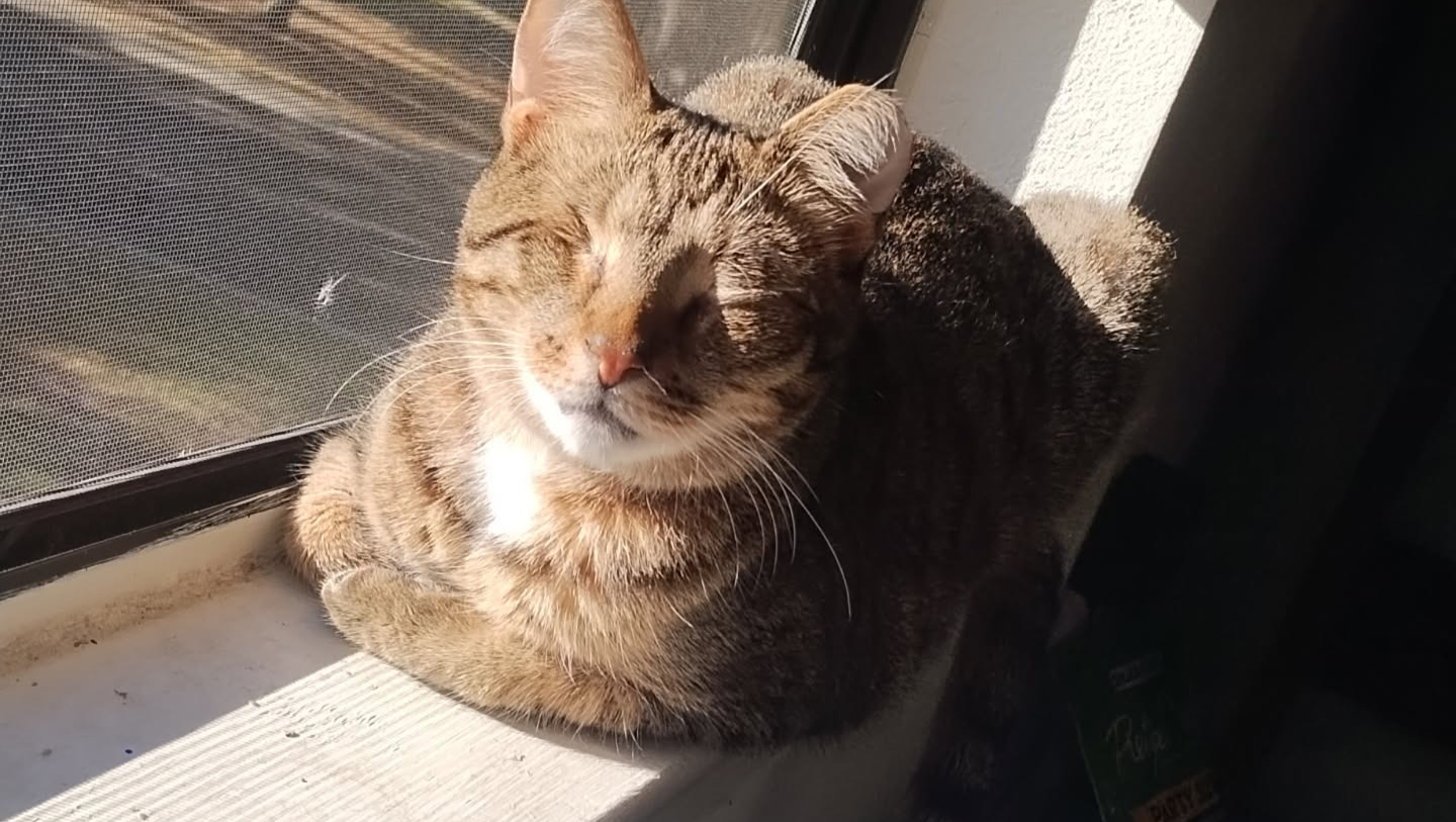 Support Benji's Eye Surgery photo