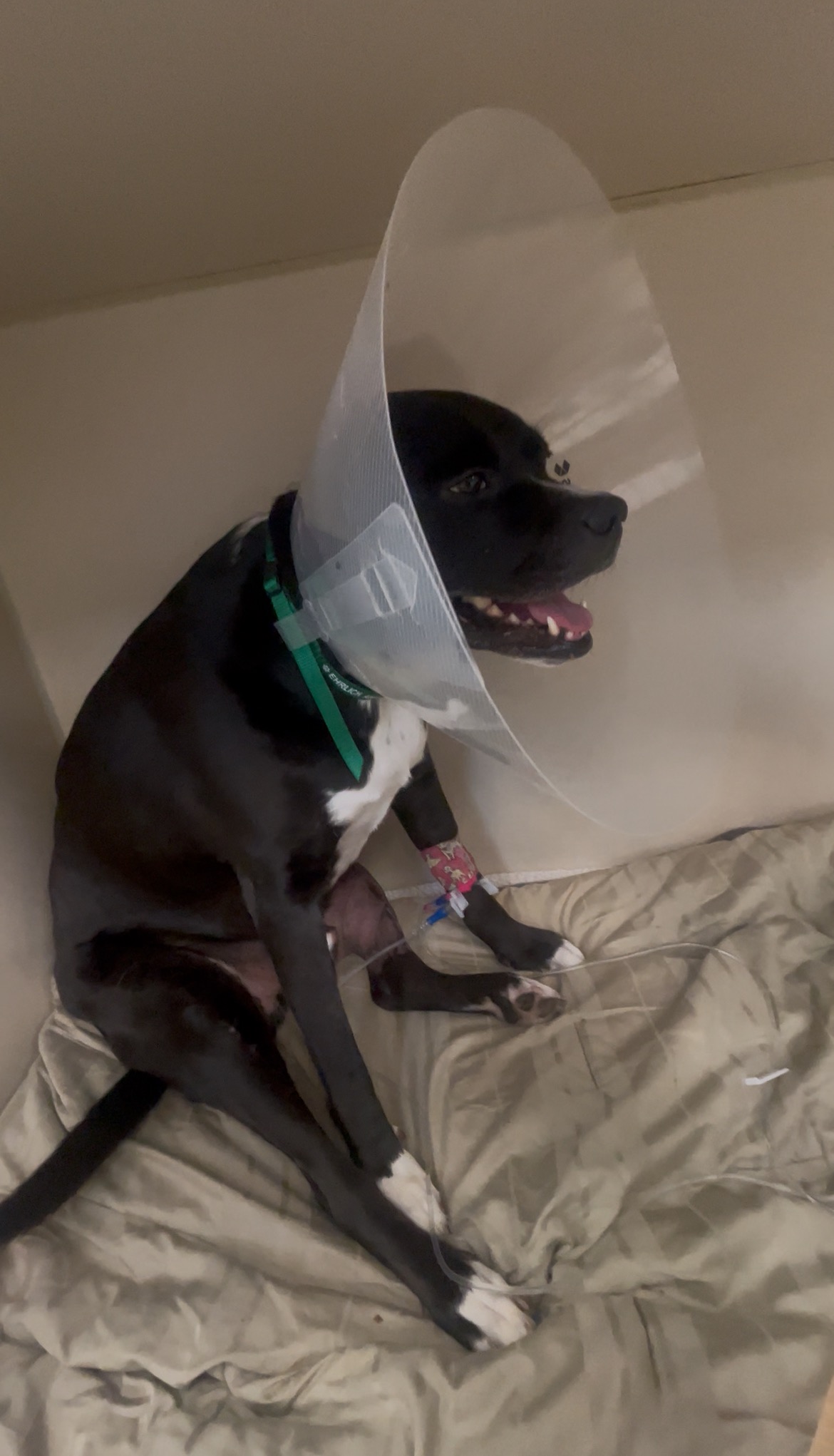 Help Bowie Heal from Double TPLO Surgery campaign photo, 7 of 8