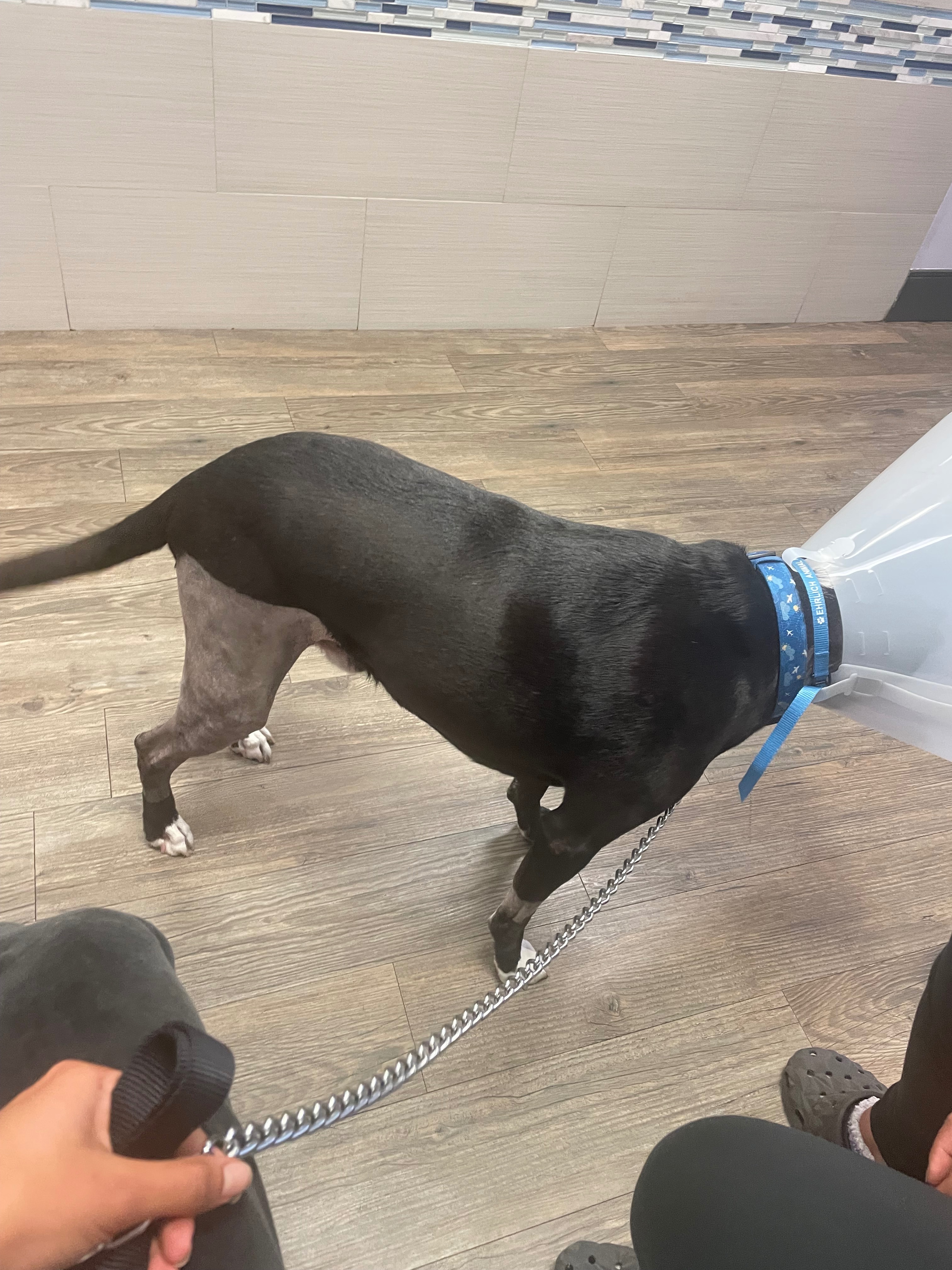 Help Bowie Heal from Double TPLO Surgery campaign photo, 2 of 8