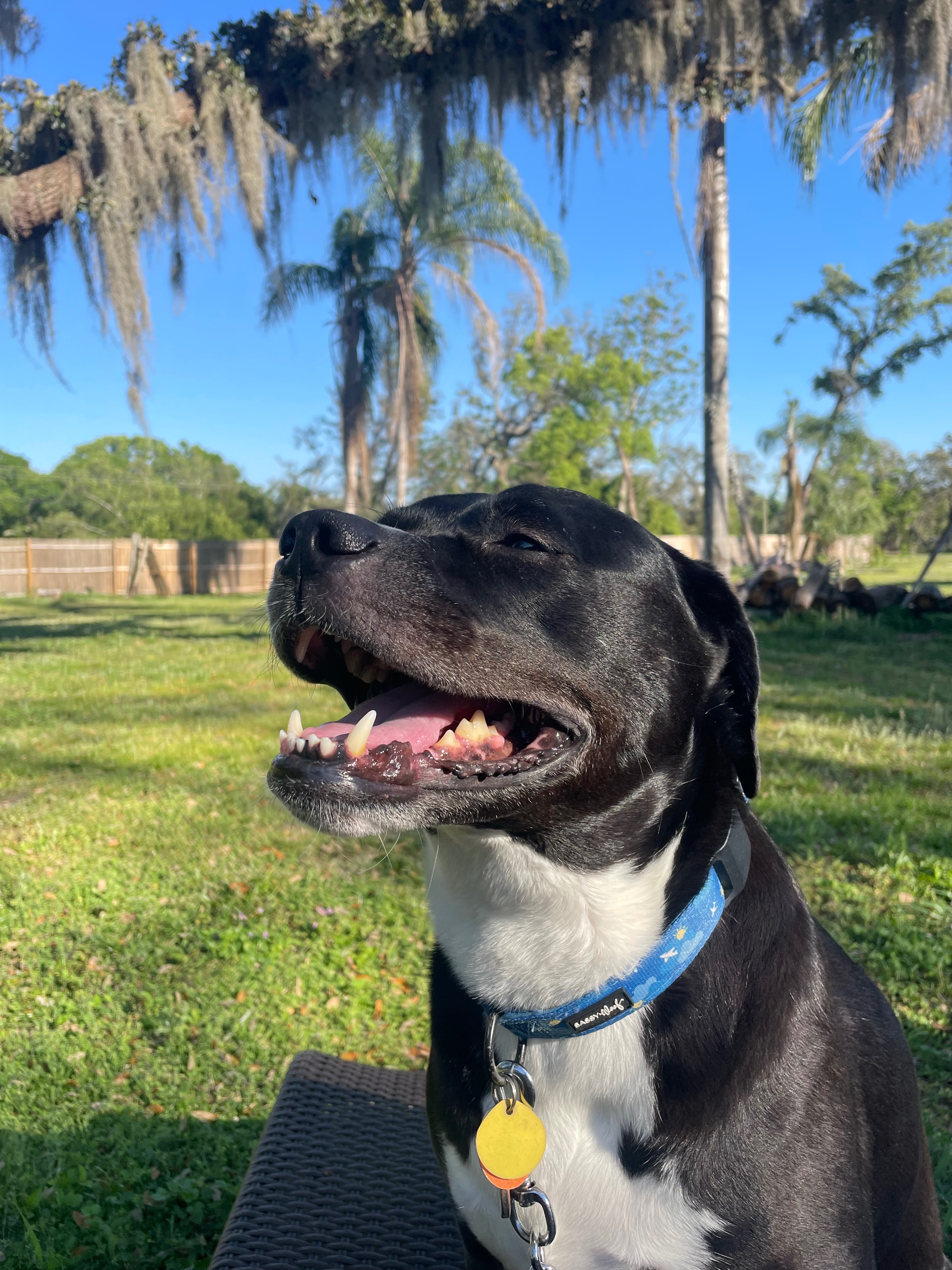 Help Bowie Heal from Double TPLO Surgery campaign photo, 4 of 8
