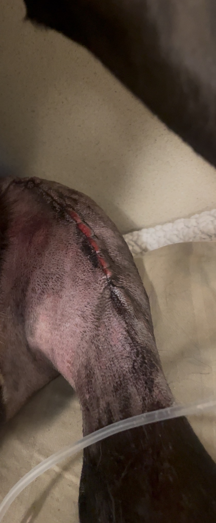 Help Bowie Heal from Double TPLO Surgery campaign photo, 6 of 8