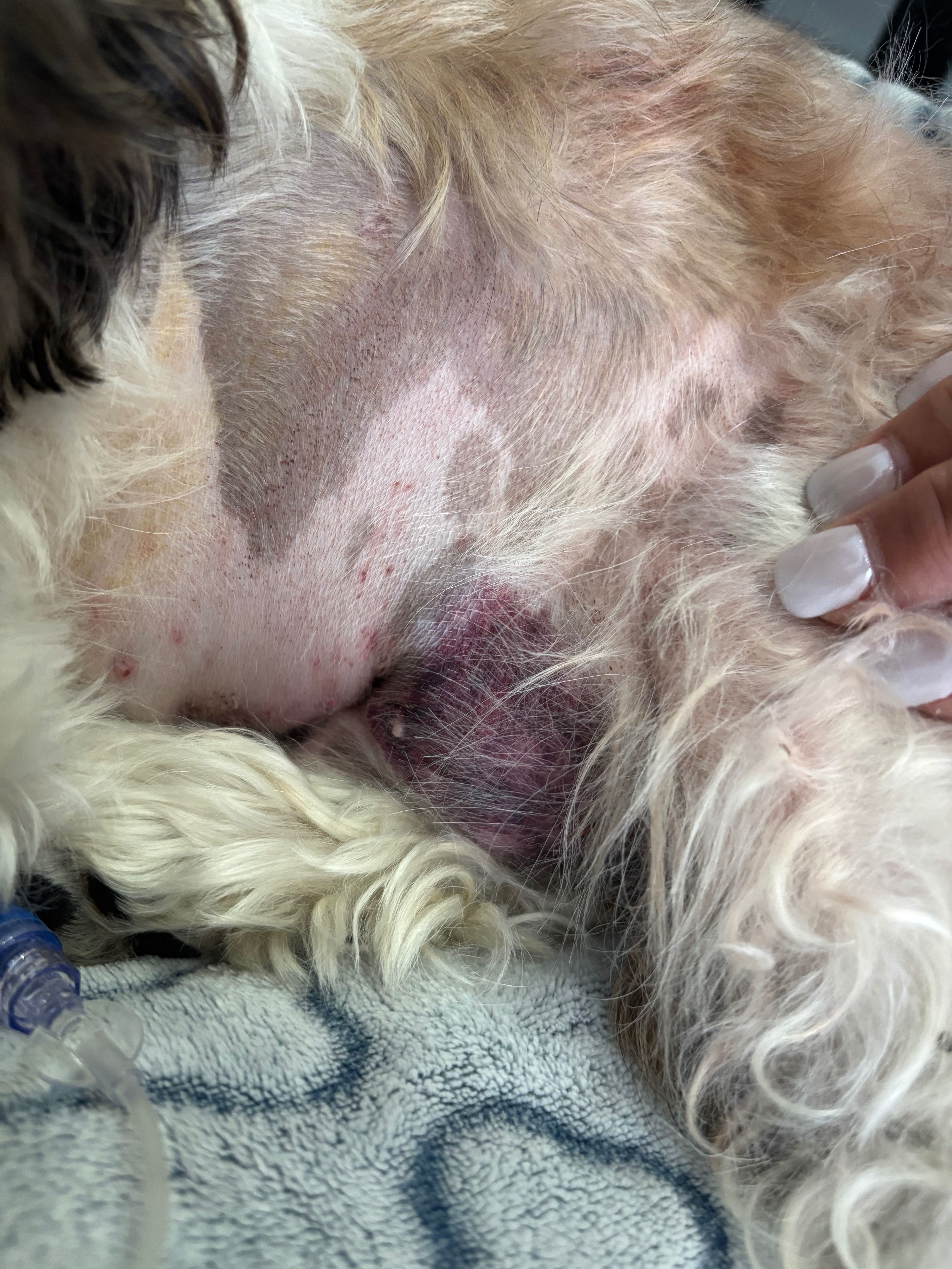 Medical Bills for our Coco campaign photo, 2 of 8