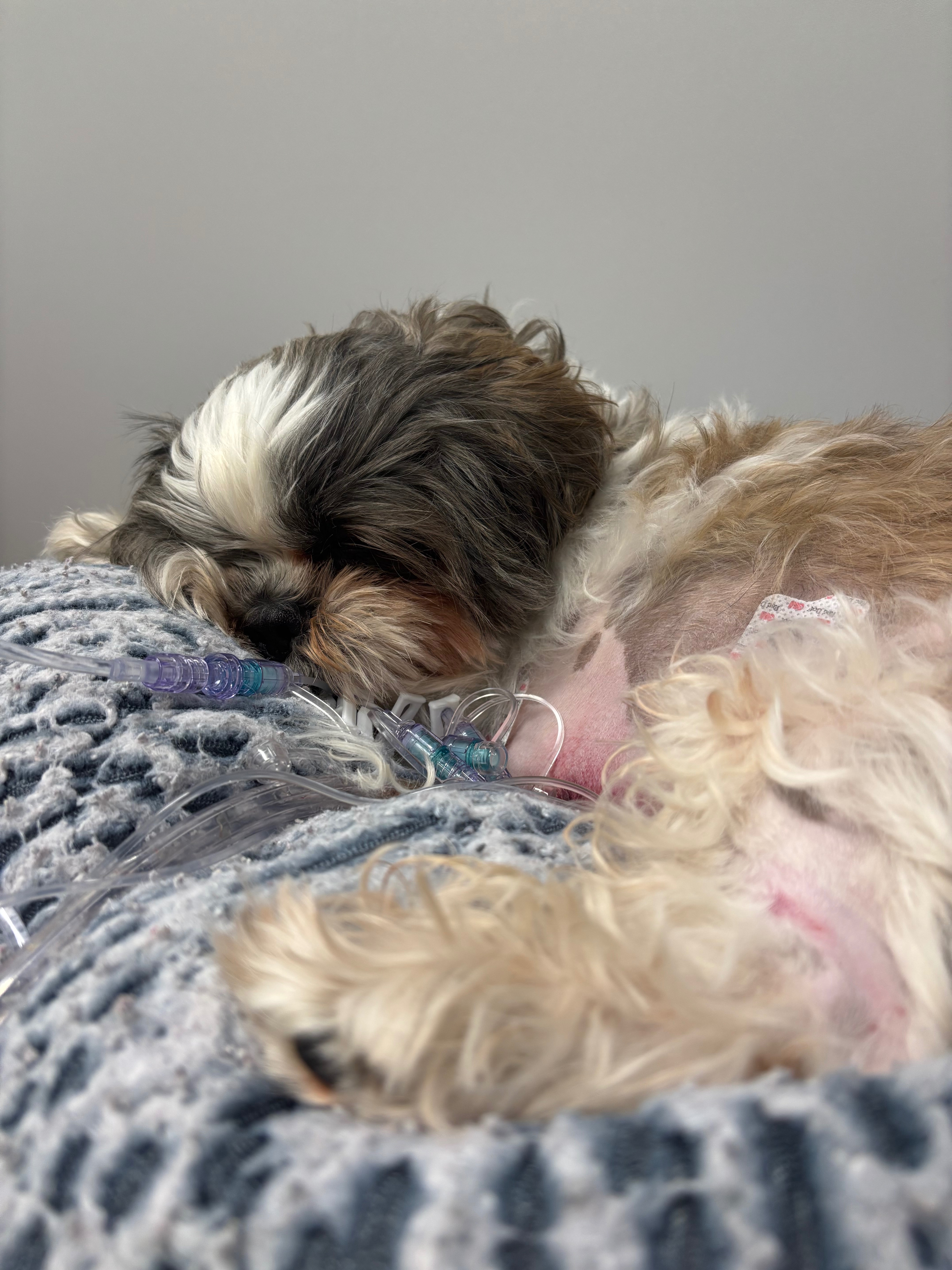 Medical Bills for our Coco campaign photo, 6 of 8