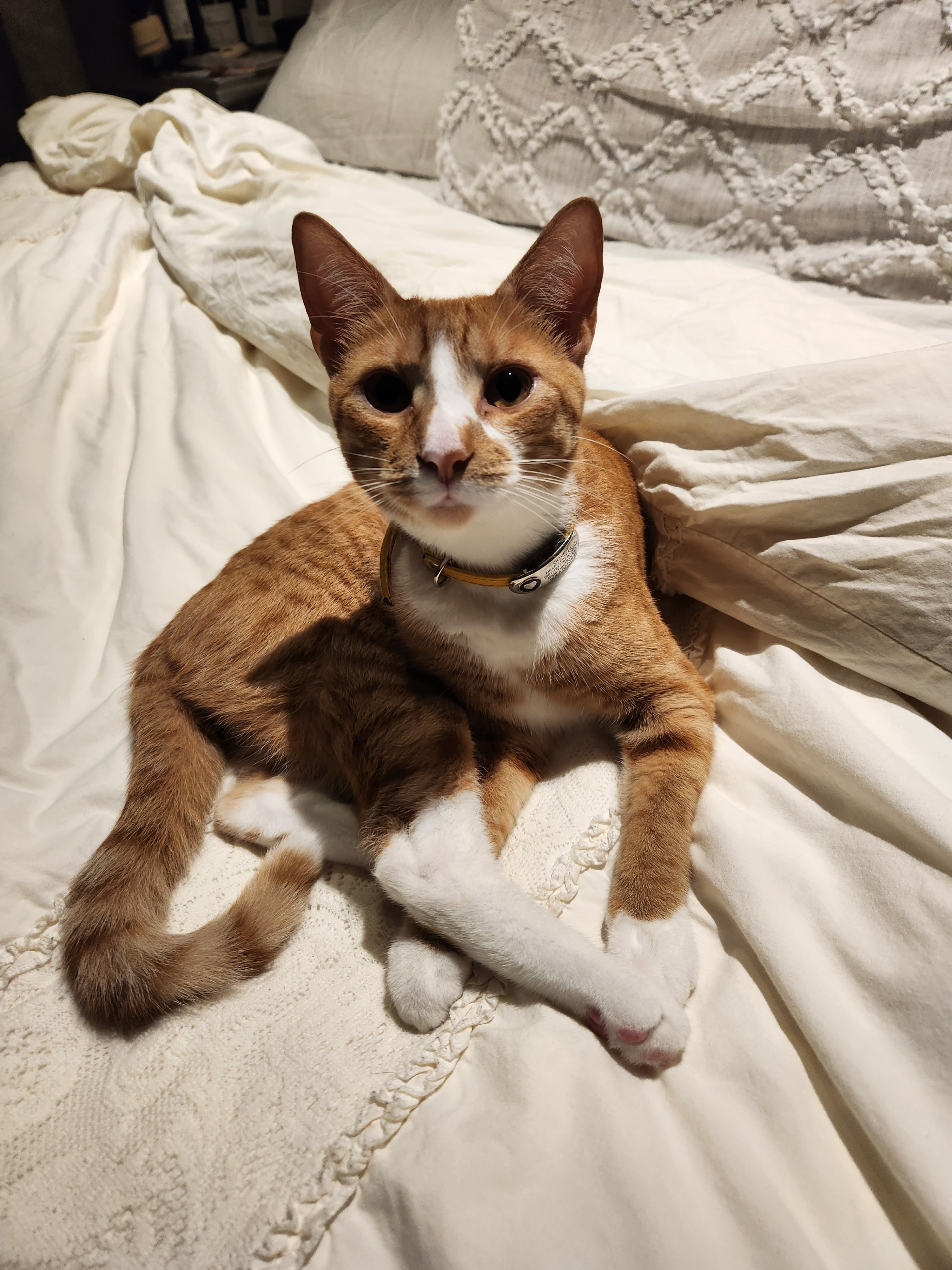 Help Save Our Cat Oliver: Emergency Cancer Treatment campaign photo, 7 of 8