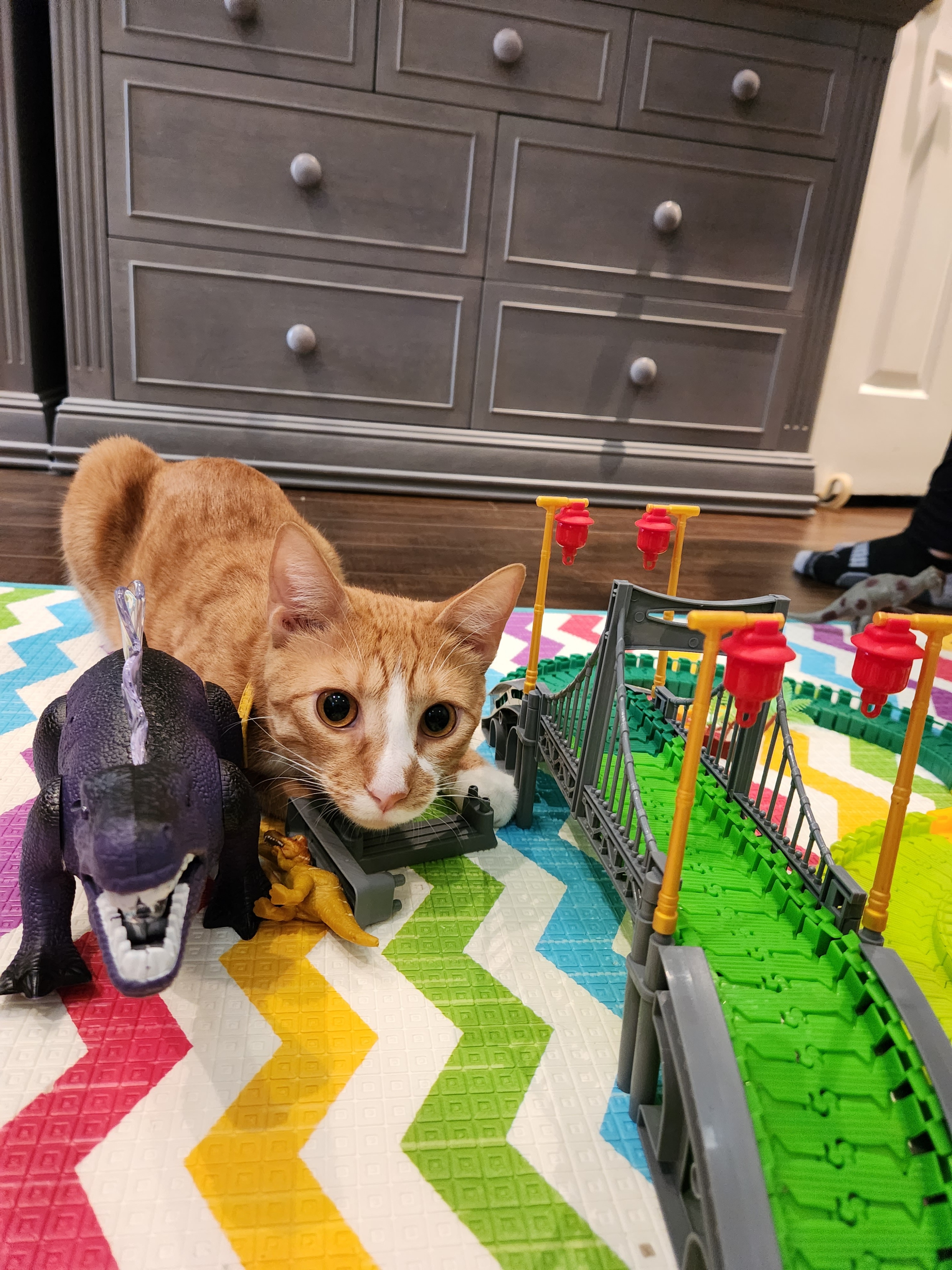 Help Save Our Cat Oliver: Emergency Cancer Treatment campaign photo, 4 of 8