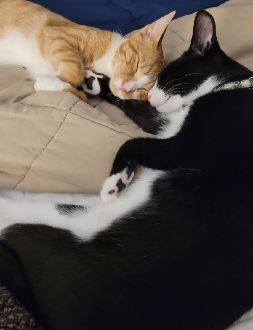 Help Save Our Cat Oliver: Emergency Cancer Treatment campaign photo, 5 of 8
