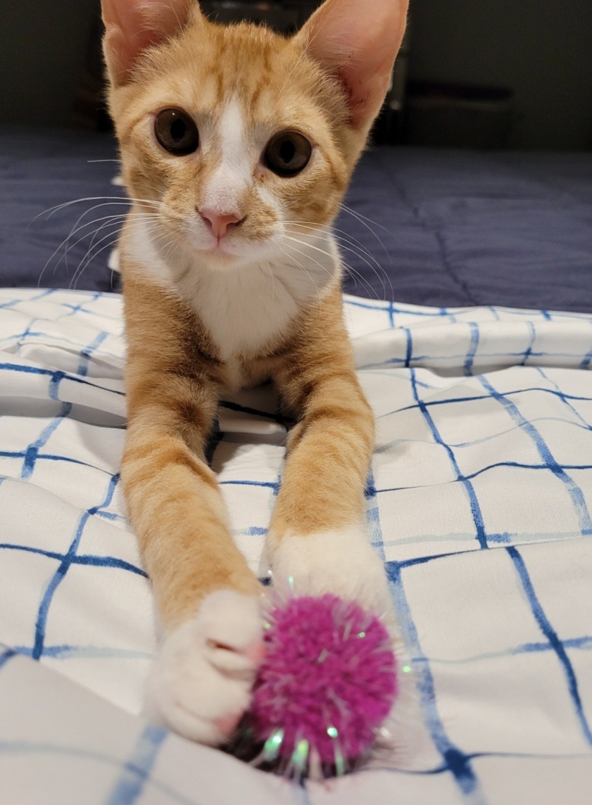 Help Save Our Cat Oliver: Emergency Cancer Treatment campaign photo, 6 of 8