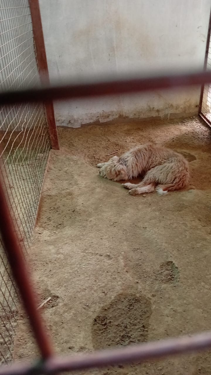 Support Ayurmegha Heal Hyderabad's Stray Dogs campaign photo, 7 of 8
