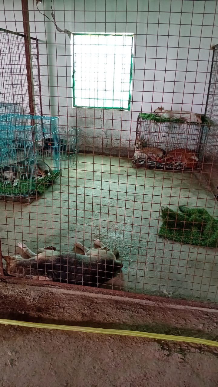 Support Ayurmegha Heal Hyderabad's Stray Dogs campaign photo, 2 of 8